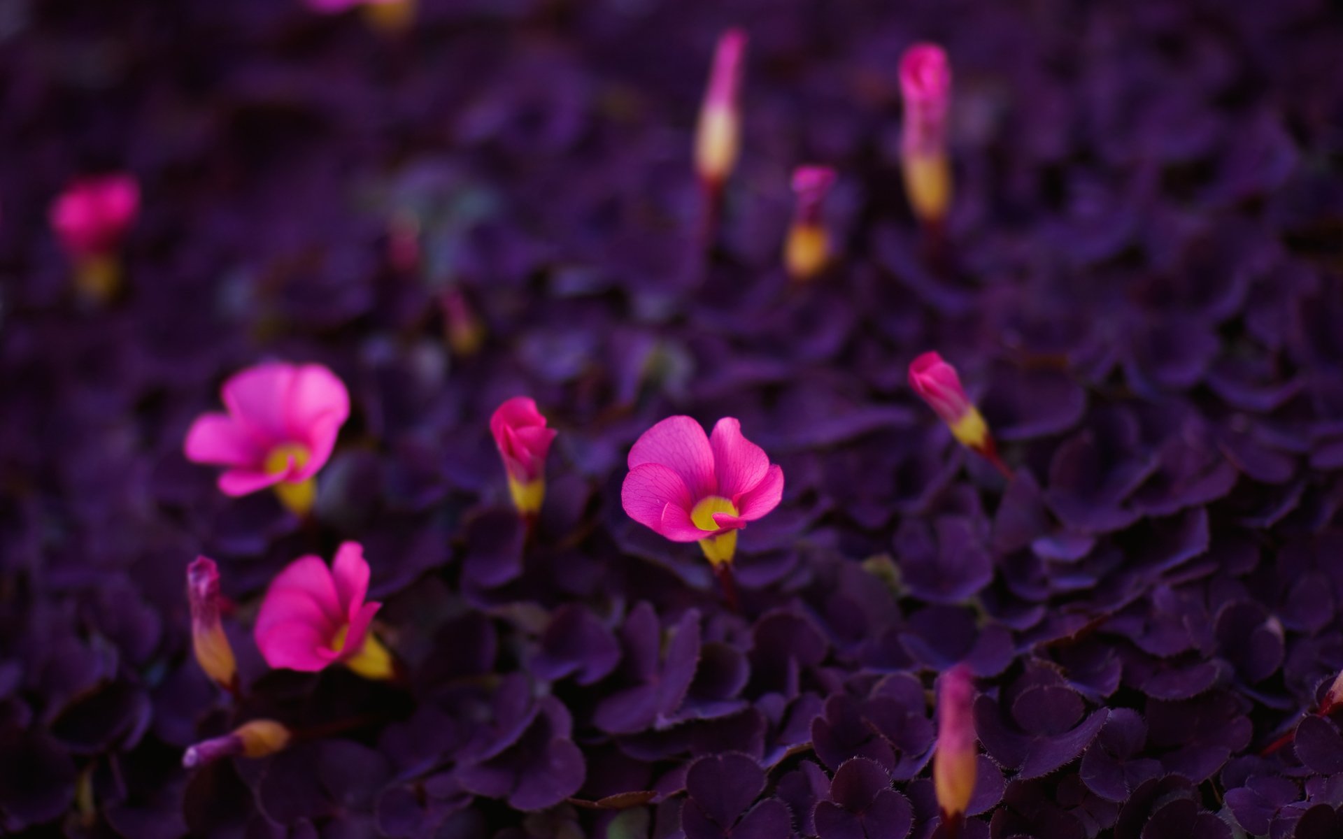 fleurs beauté couleurs vives