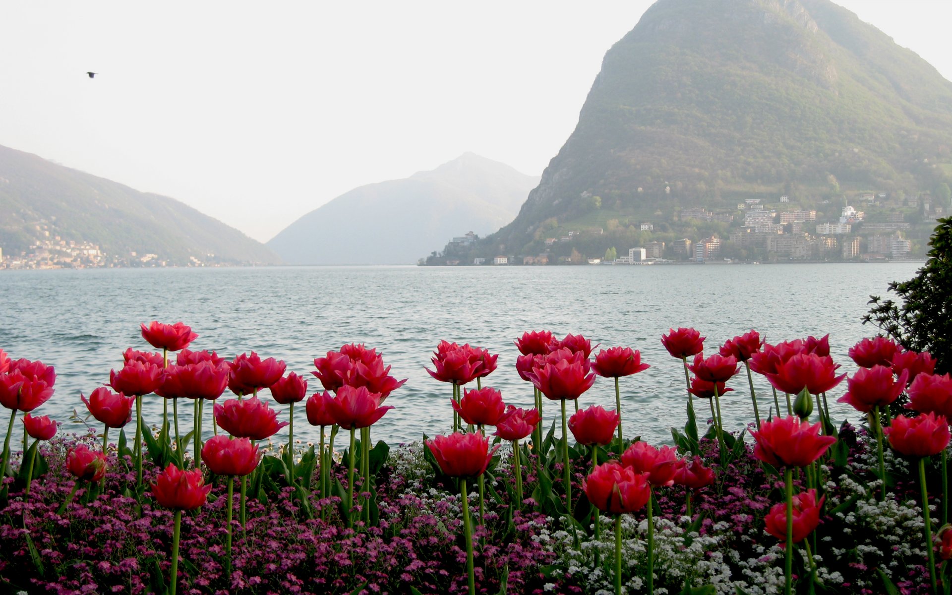 tulips water mountain