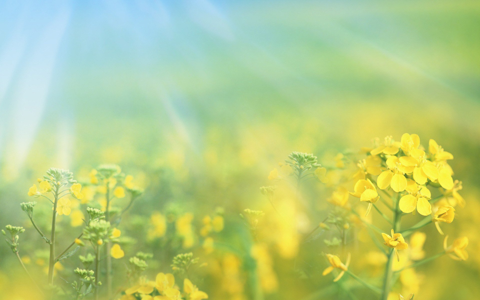 fleurs gros plan nature