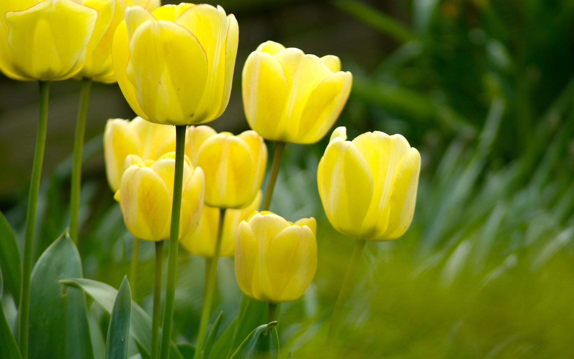 flowers with nature macro photos garden field clearing plants nature photo