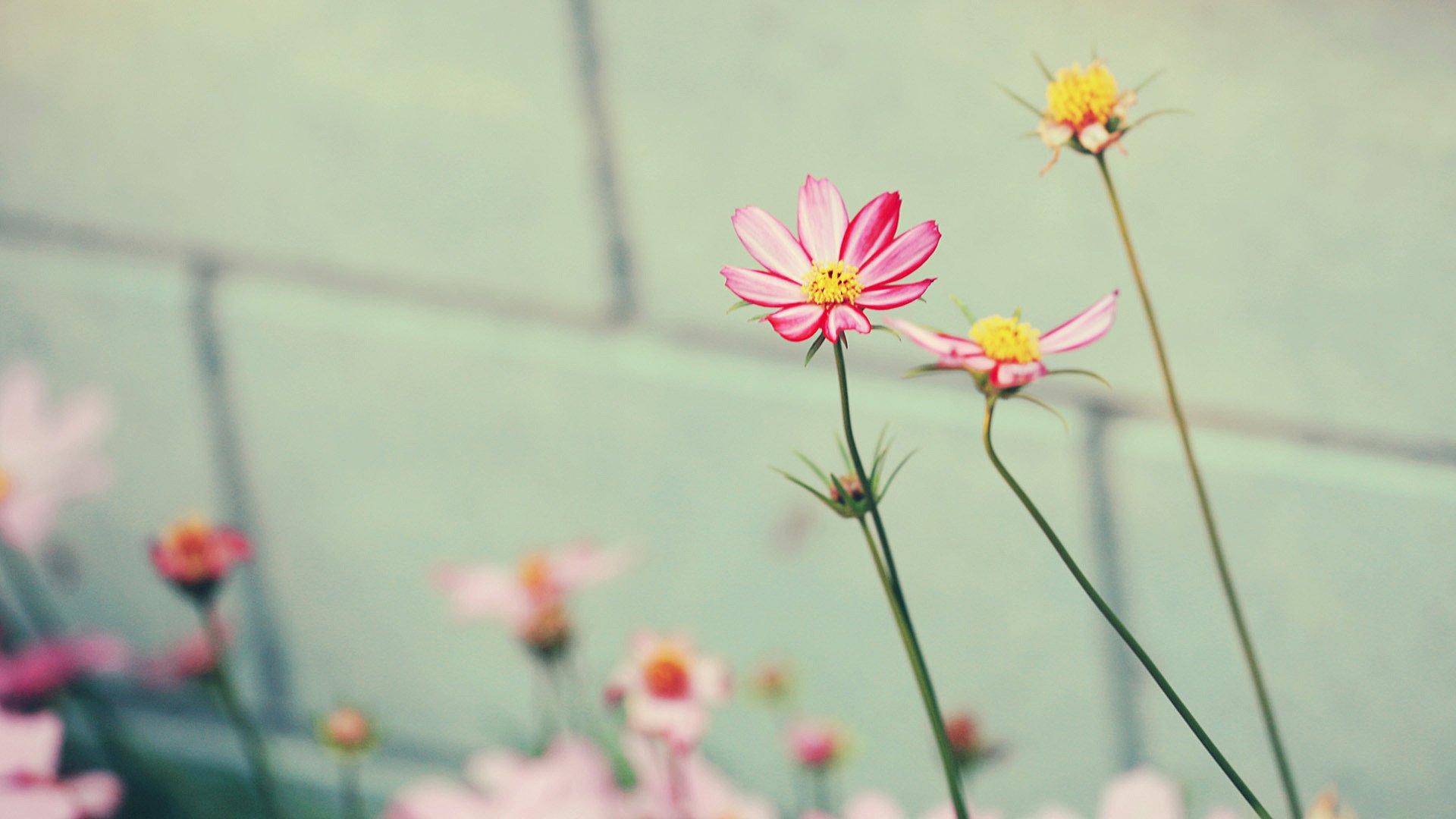 flower tender nature close beauty