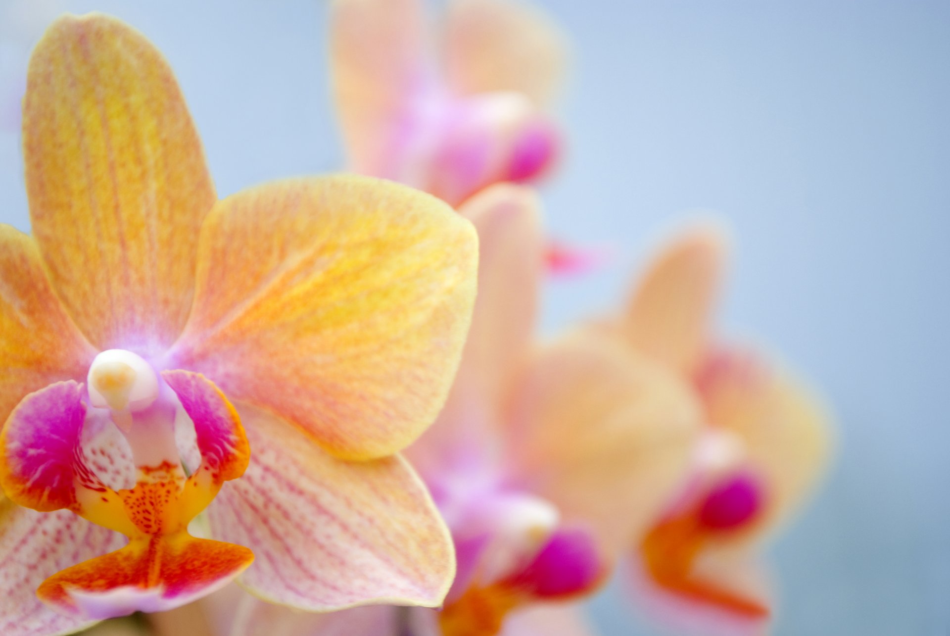 orquídea flor