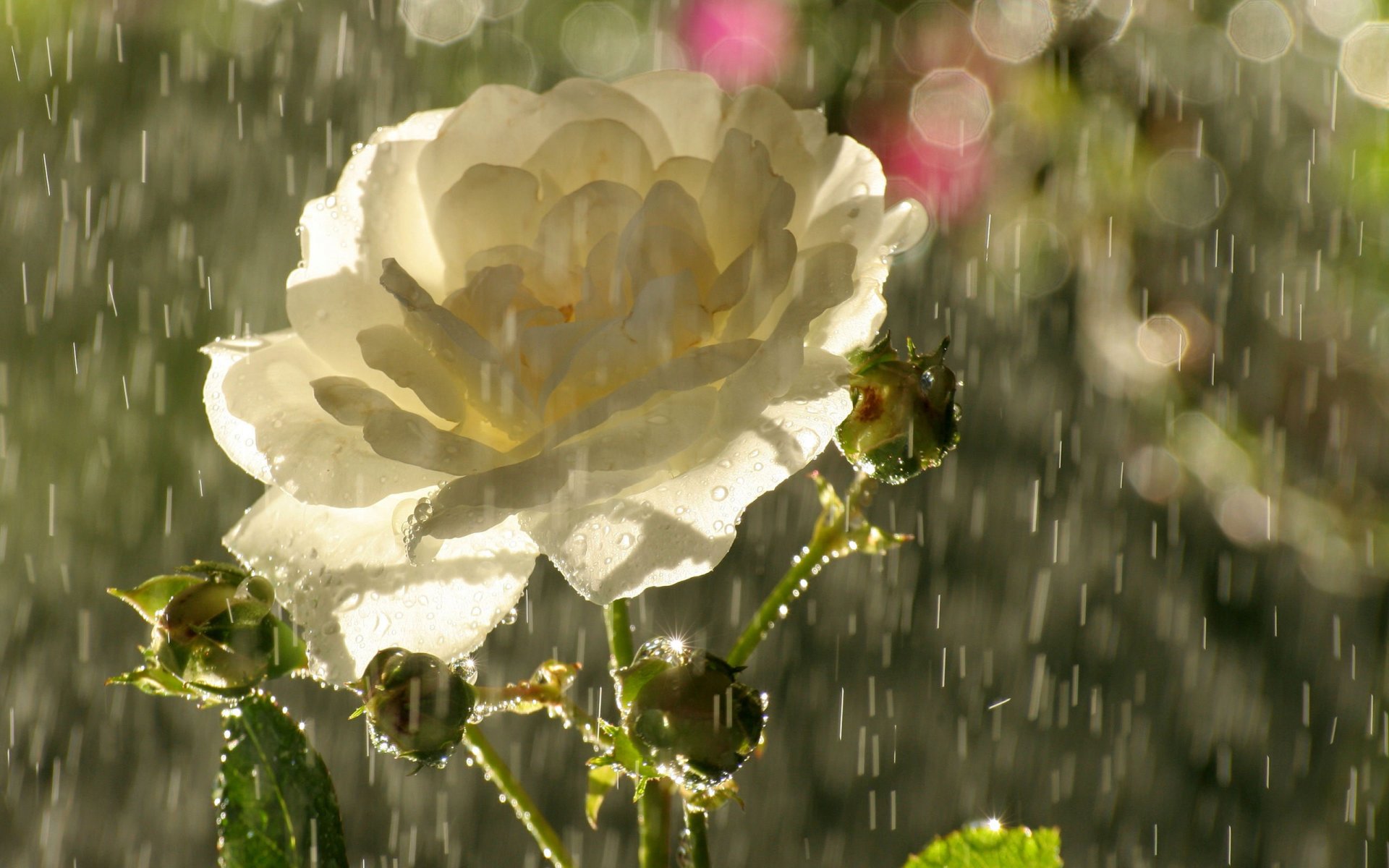 blume teestube rose blütenblätter knospen regen tropfen blendung