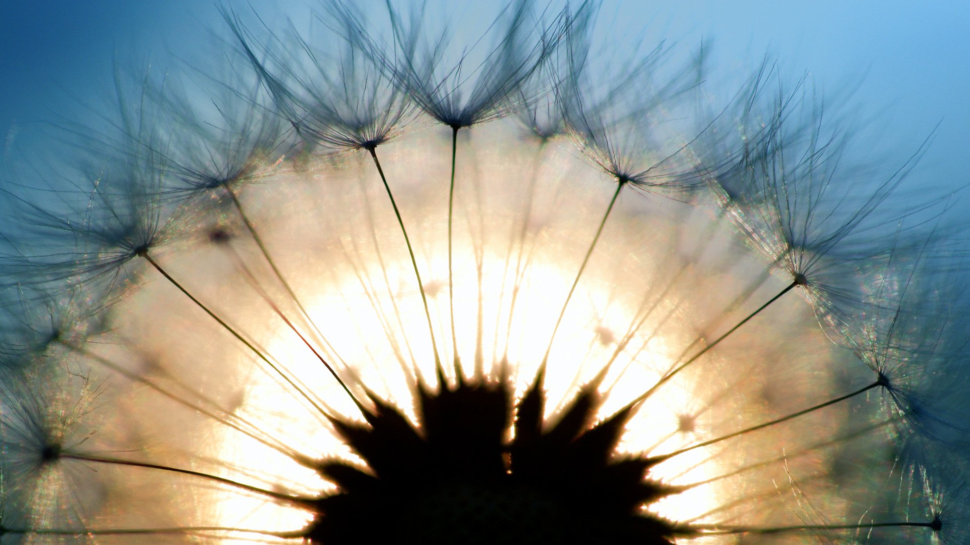 dente di leone macro luce