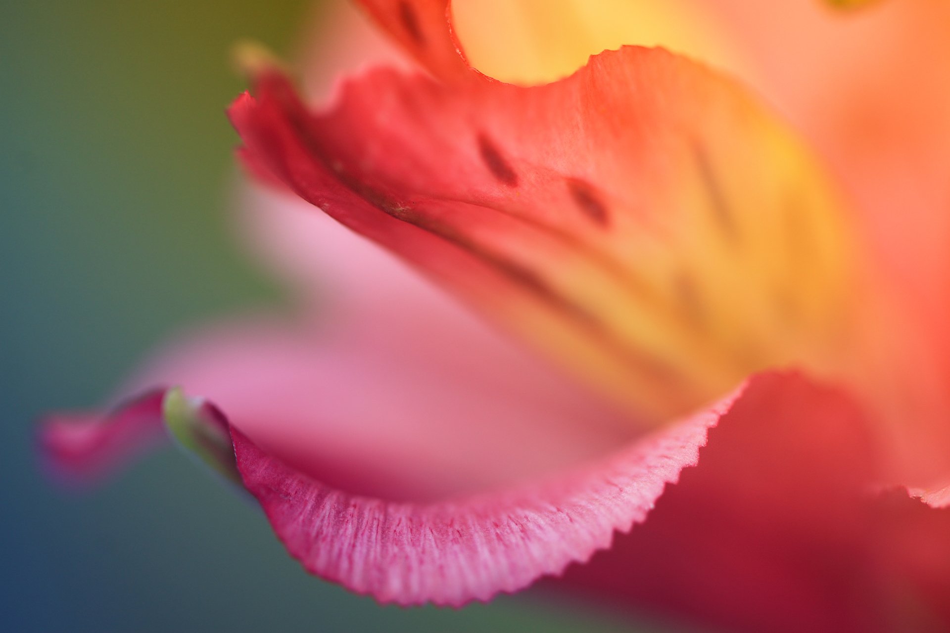 petals red flower flower