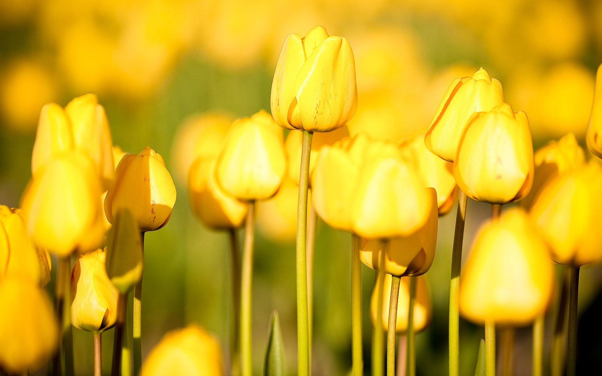 fleurs nature tulipes jardin potager fleurs photos gratuites