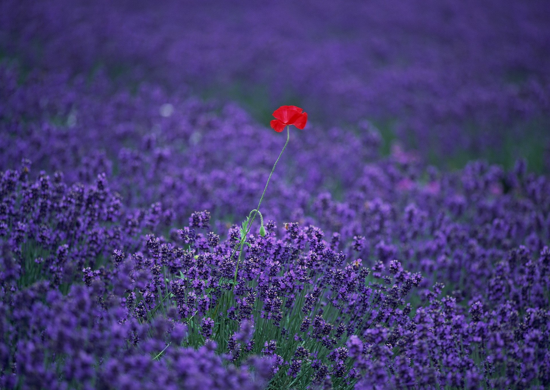 lavender poppy the field flower