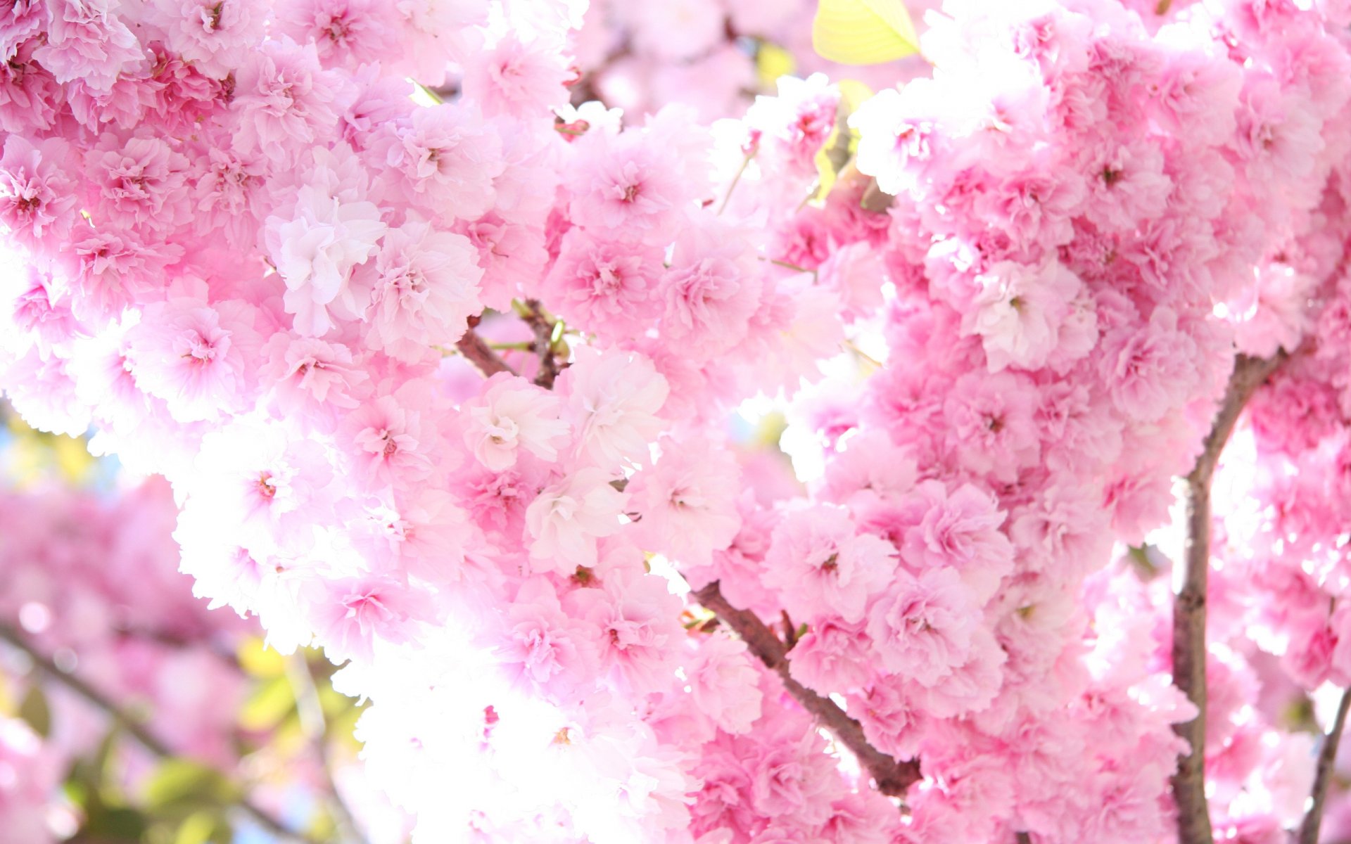 sakura fioritura fiori rosa albero rami primavera tenerezza sole luce