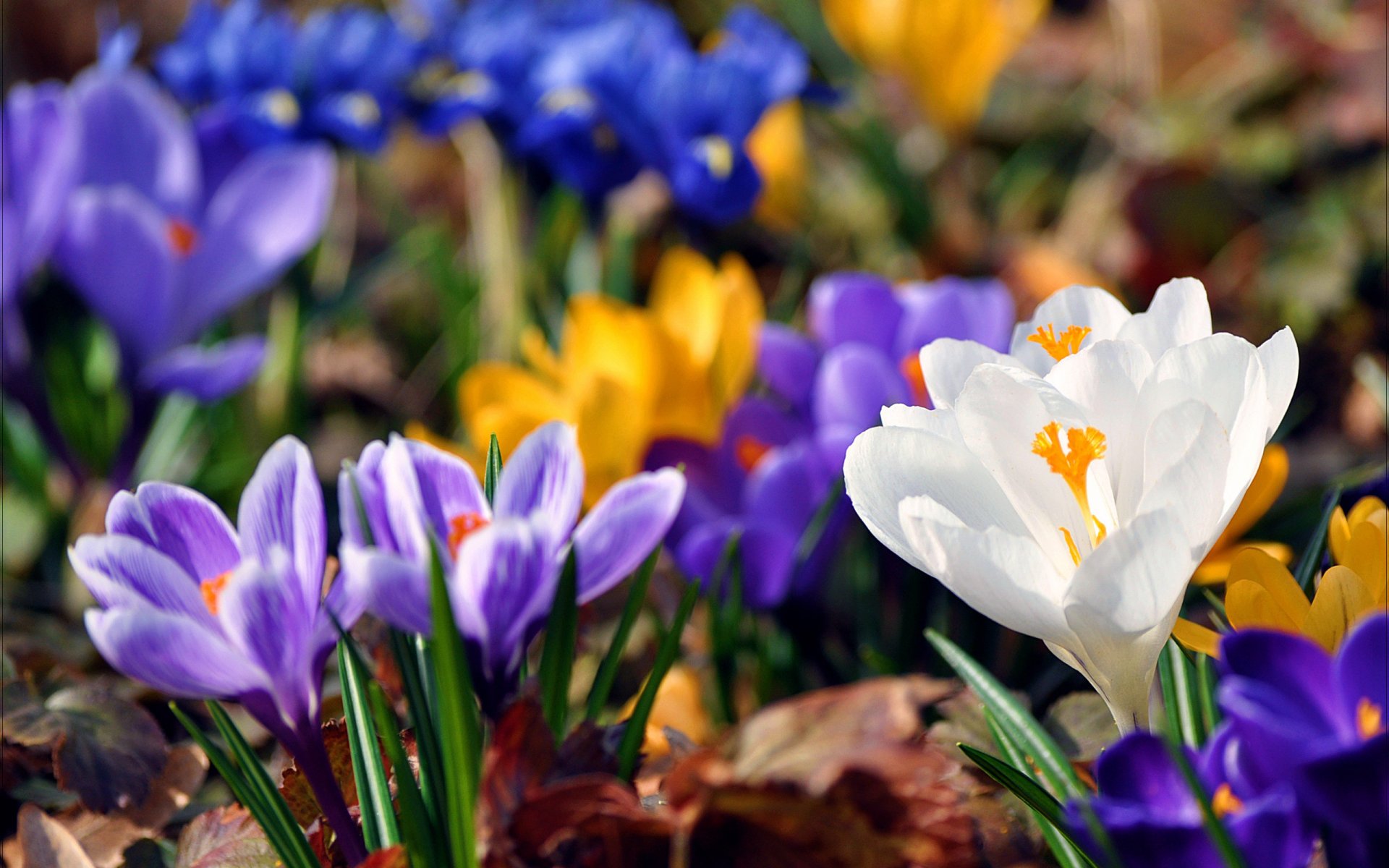 primavera fiori bucaneve crochi colori vernice luminosità giallo blu foglie verde sfondo sfocatura