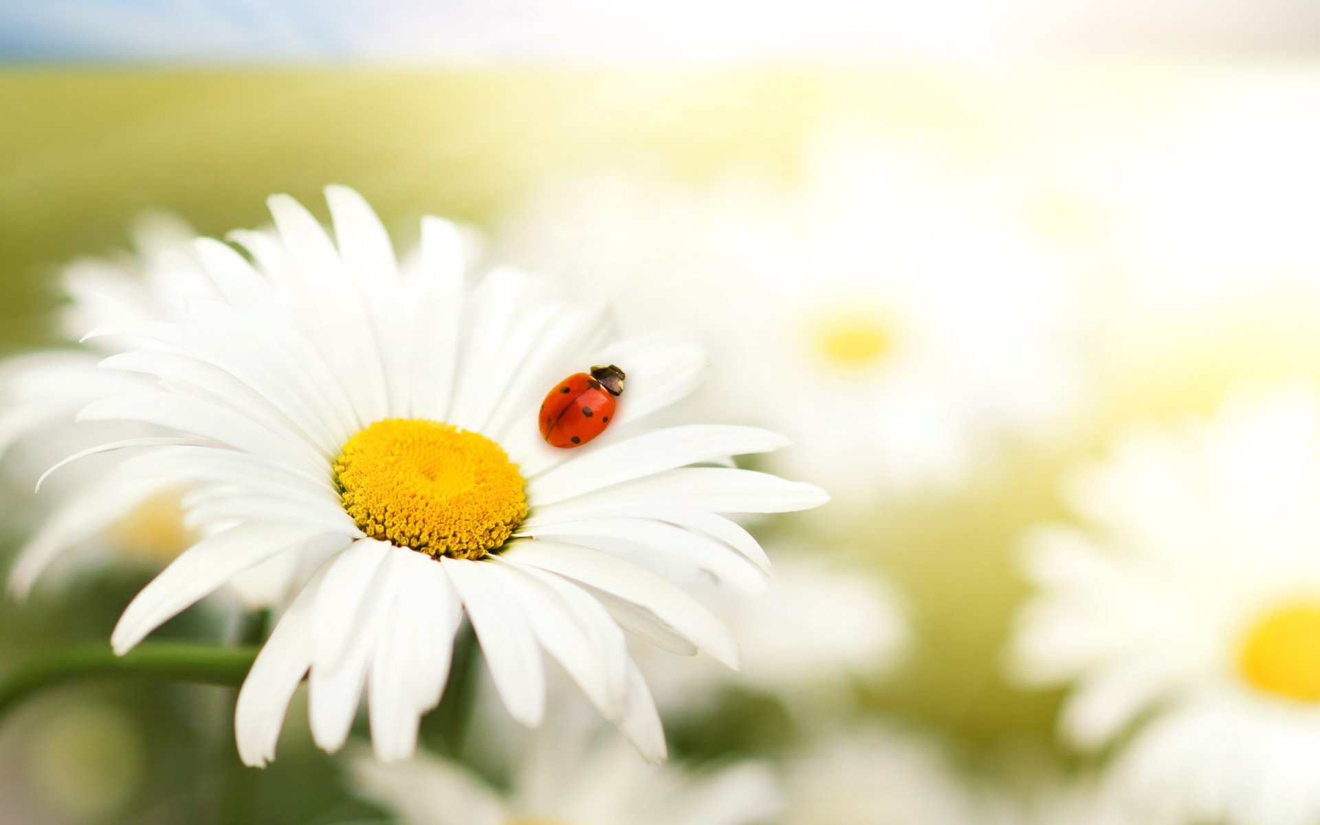 macro flowers animals beasts predators white red nature