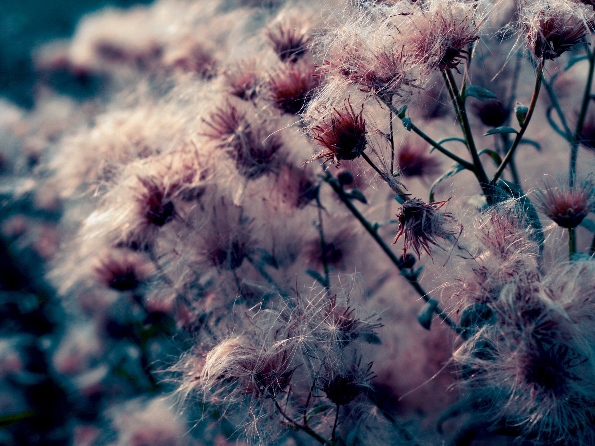 natur blumen pflanzen foto makro hintergrund tapete und hintergrund