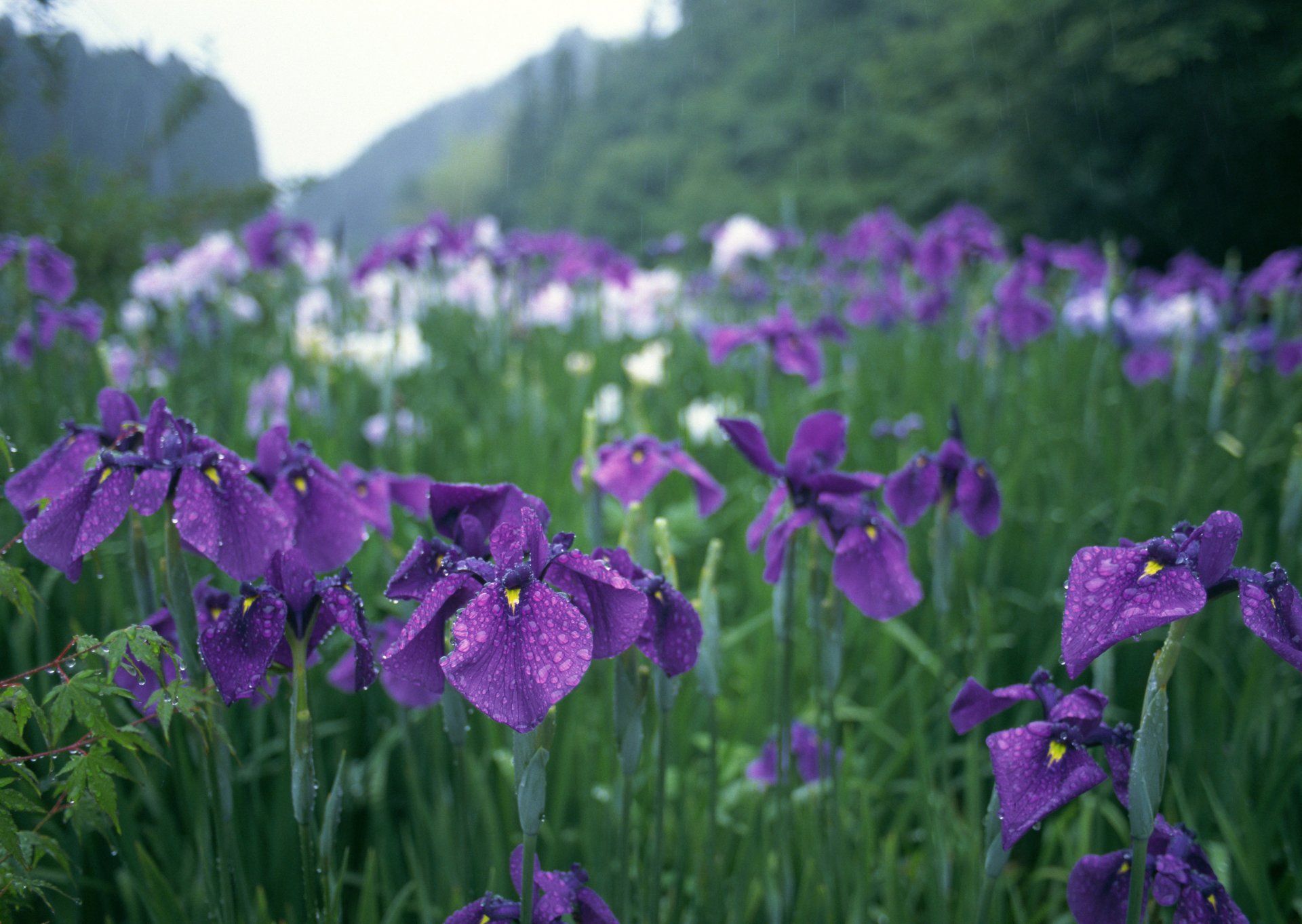 flores iris púrpura gotas lluvia vegetación jardín japón