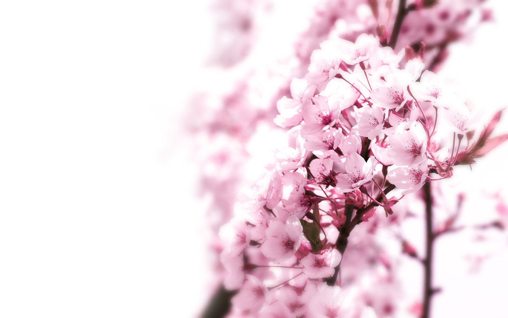 sakura madera japón macro fondo rosa