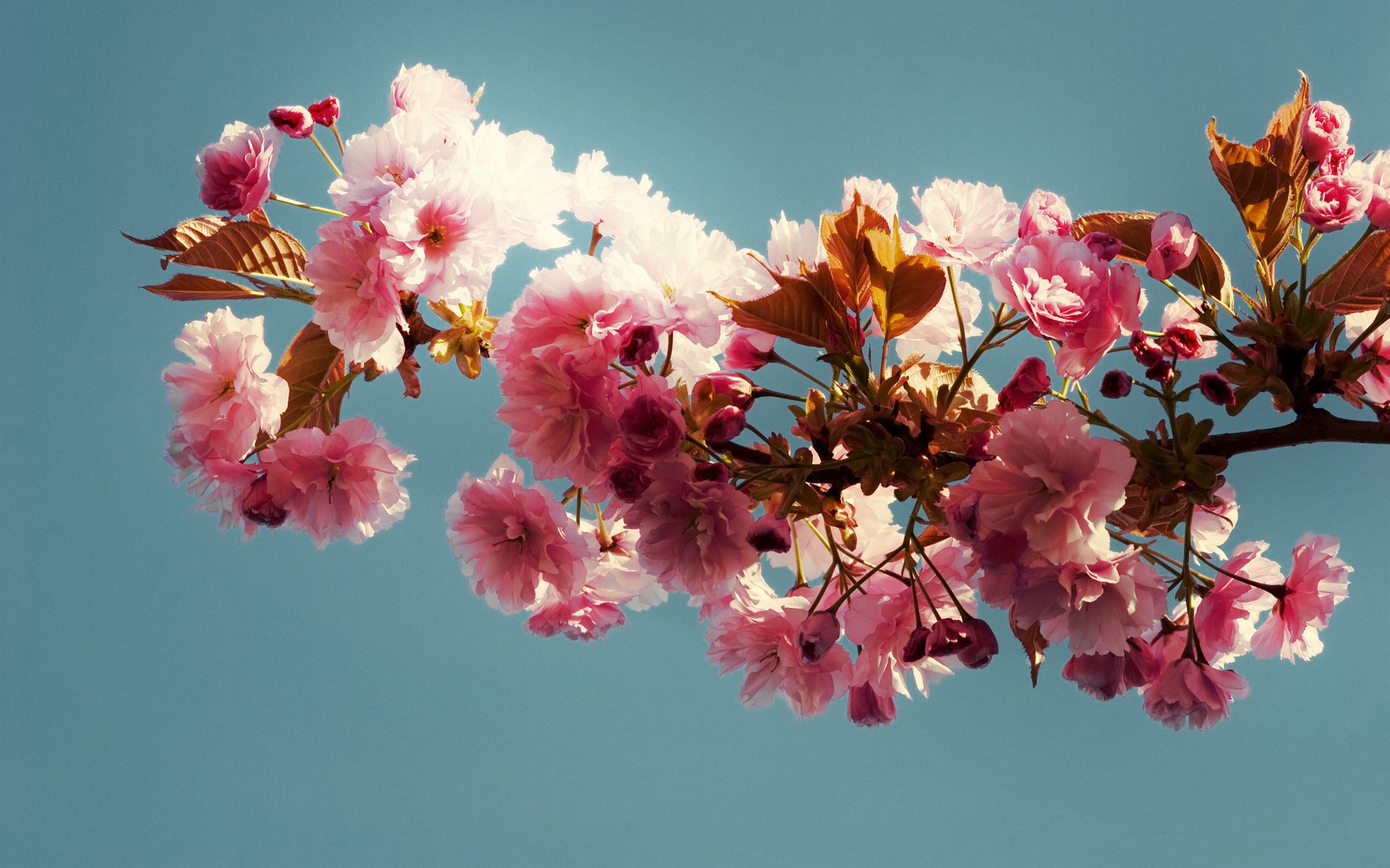 blue background branch pink flowers leave