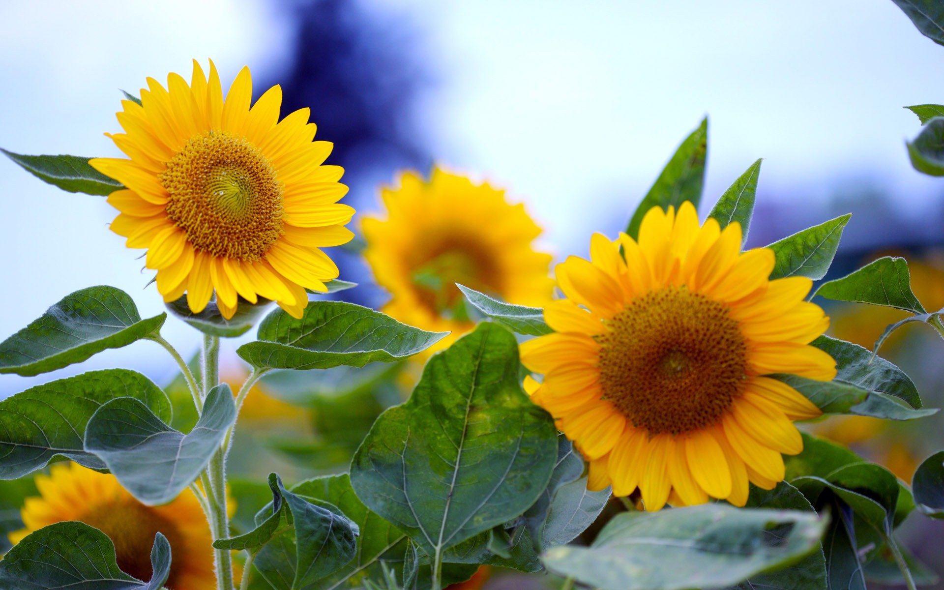 girasol flores soleado