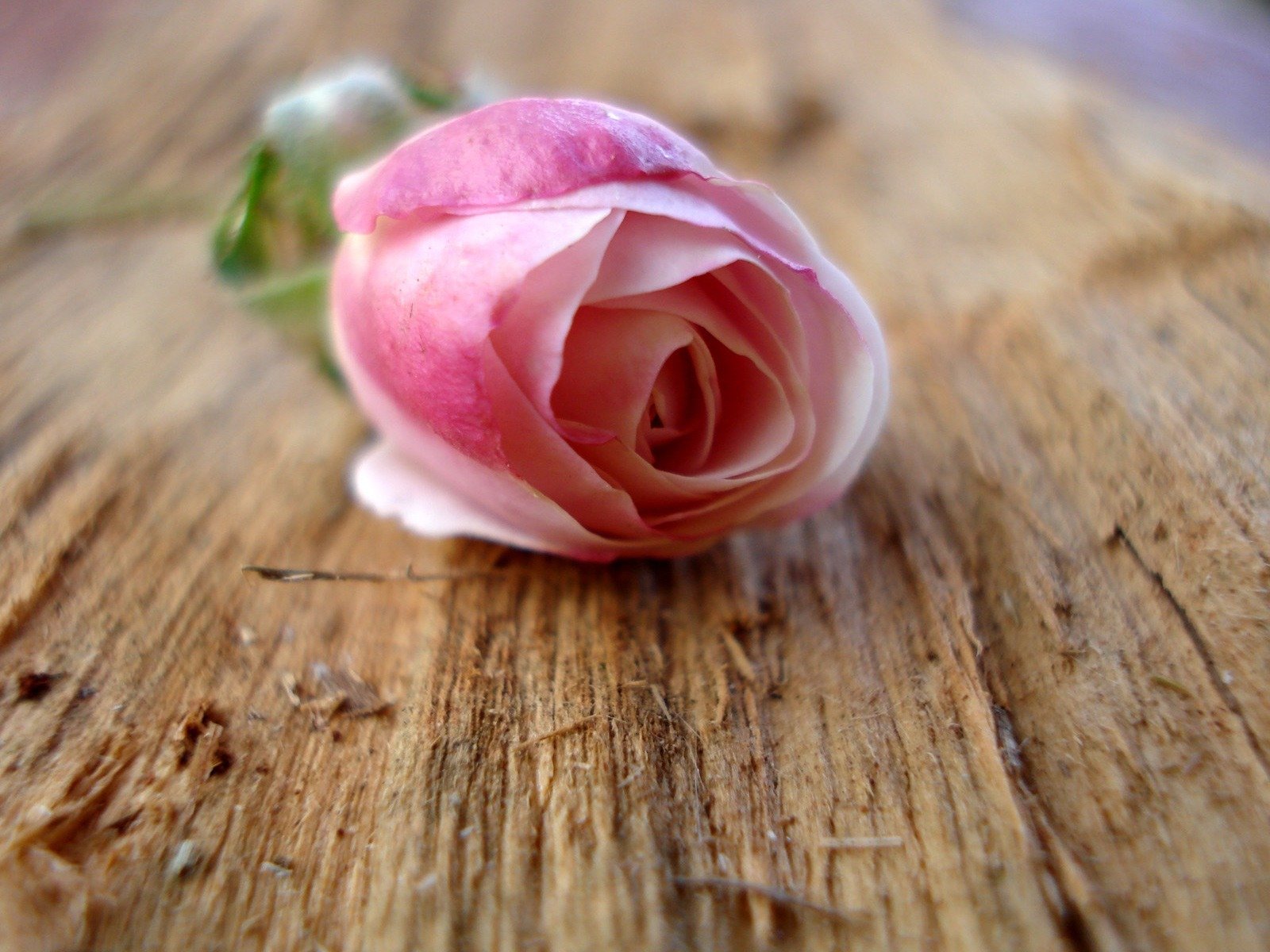 fleurs rose arbre gros plan nature