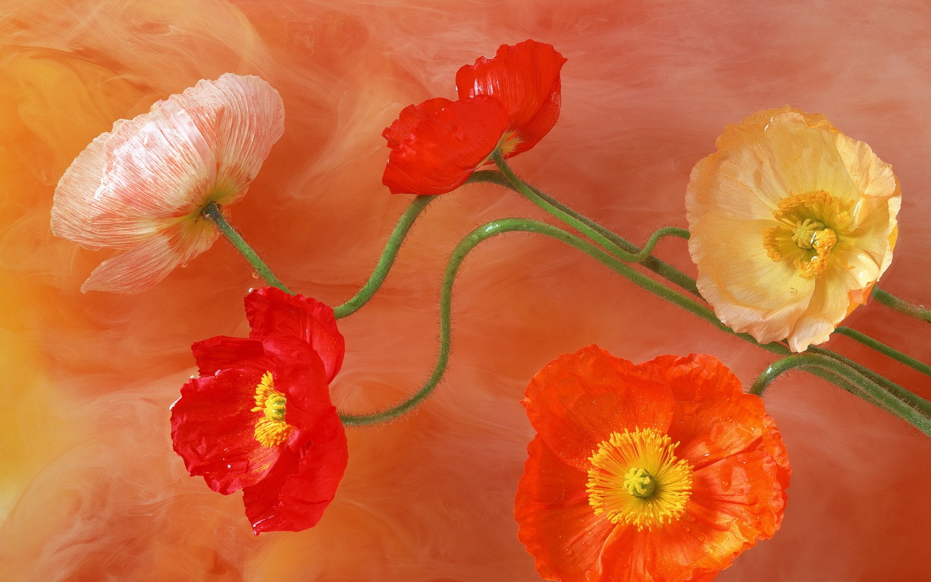 dessin fleurs coquelicots tige pétales milieu couleurs peintures luminosité