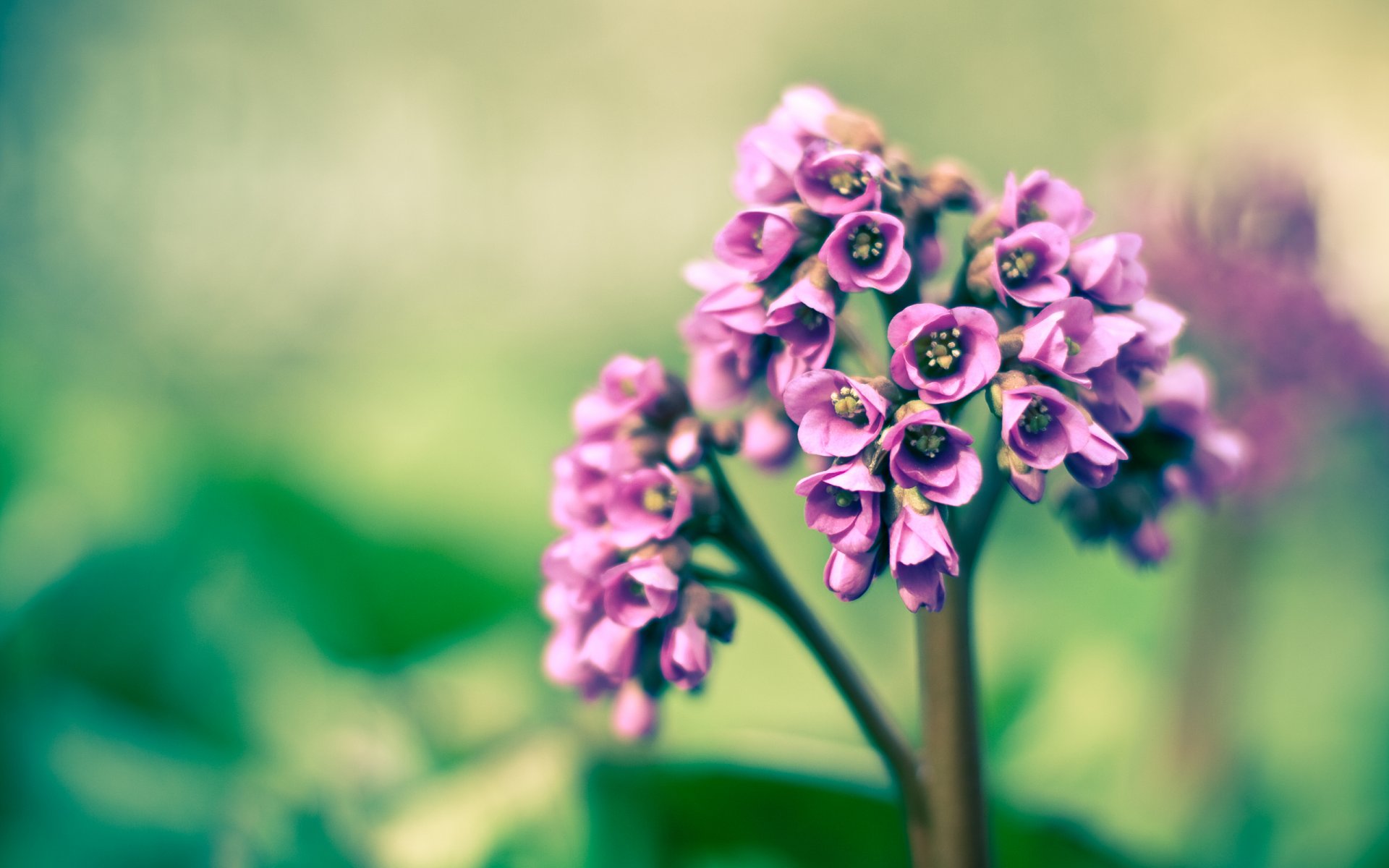 primavera púrpura macro