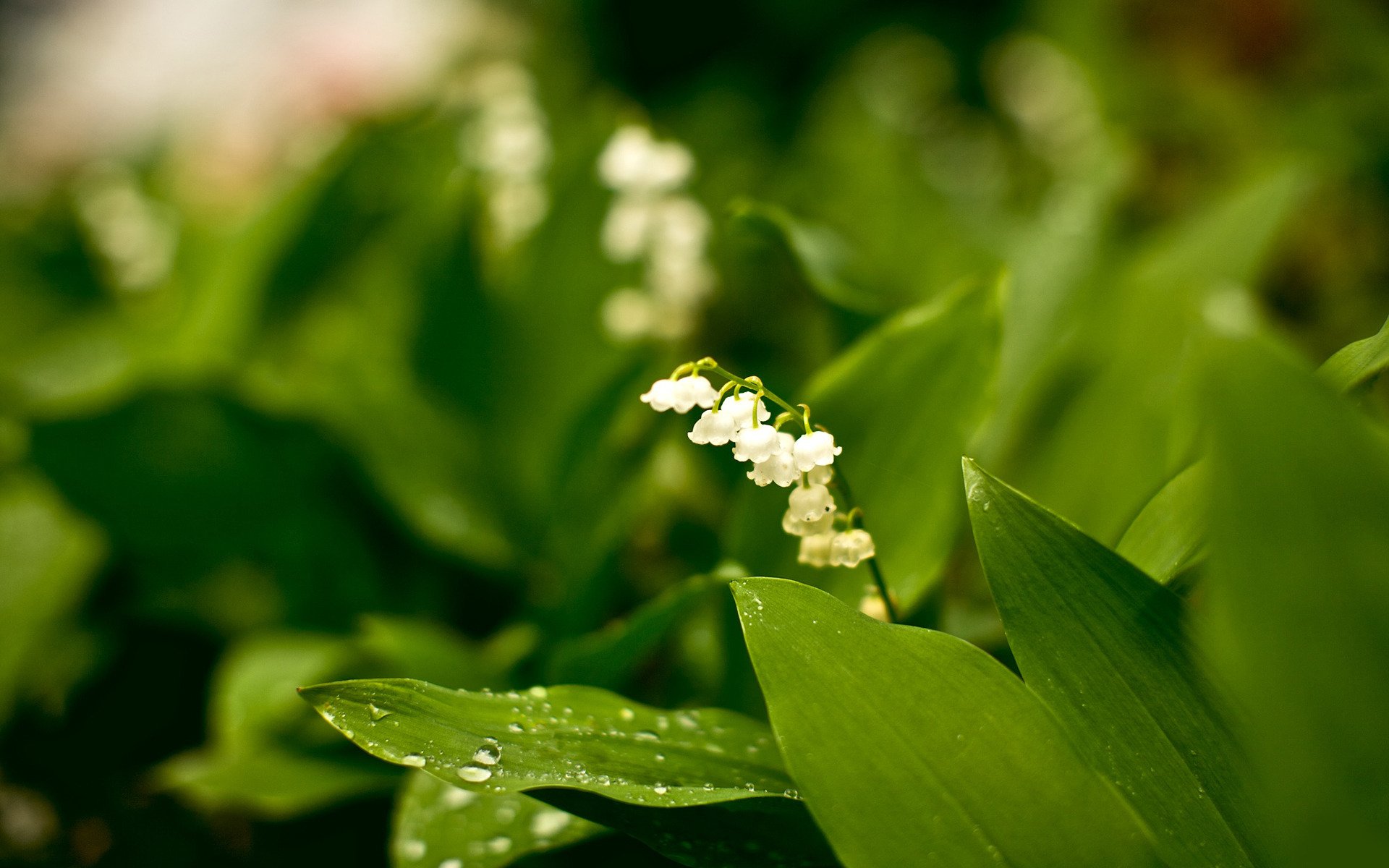 blumen bescheidenheit weiß pflanzen natur schönheit wald garten park