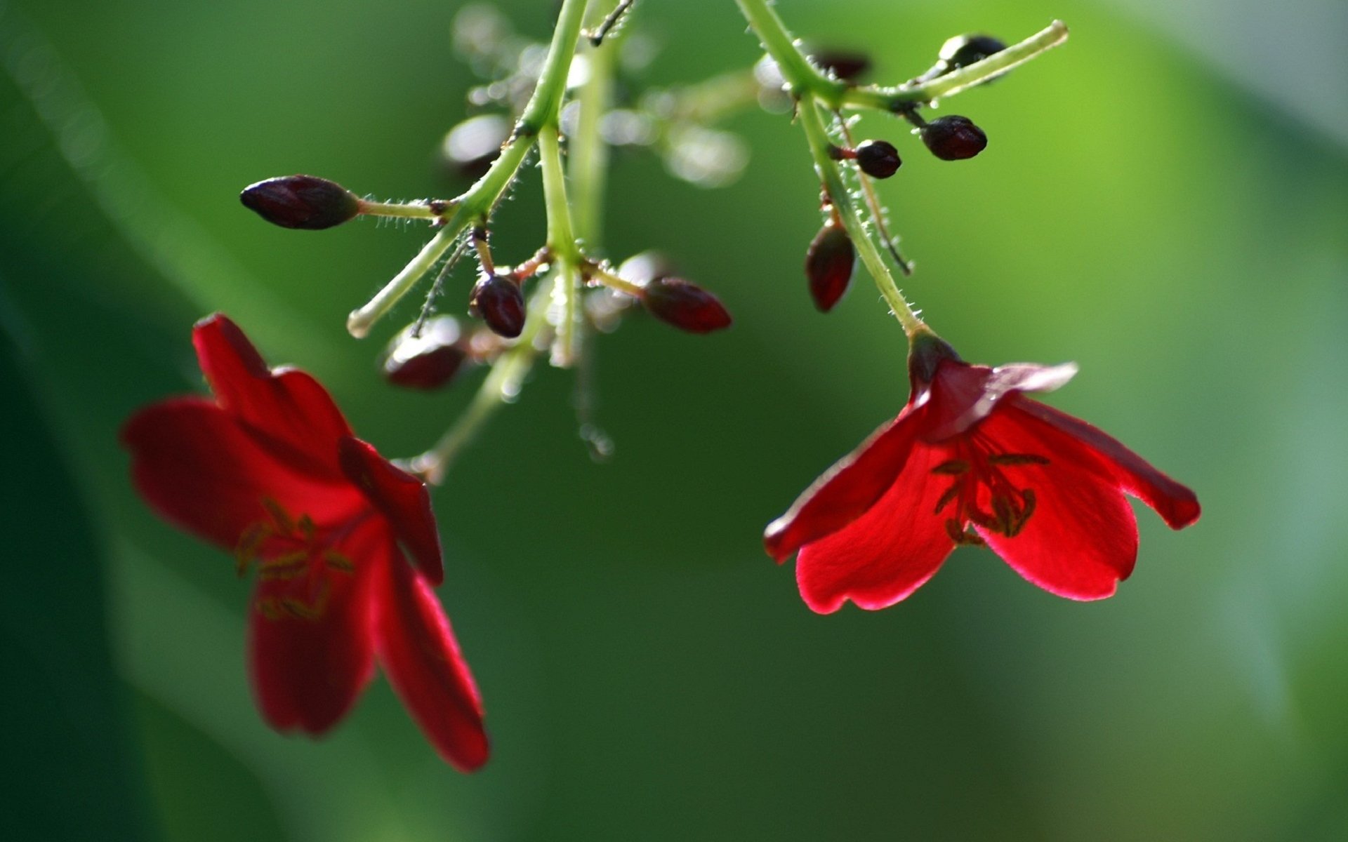 flower buds red