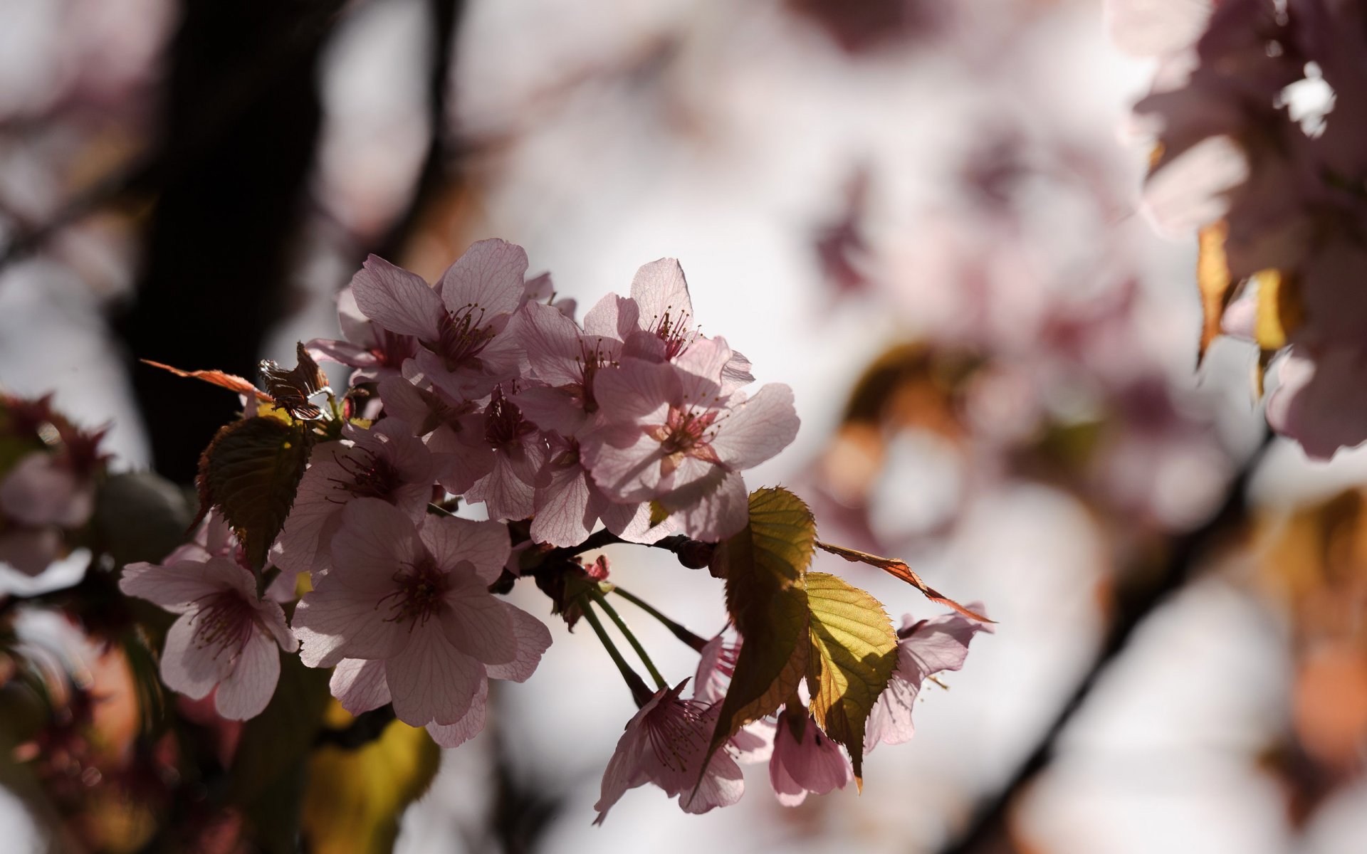 sakura giappone macro