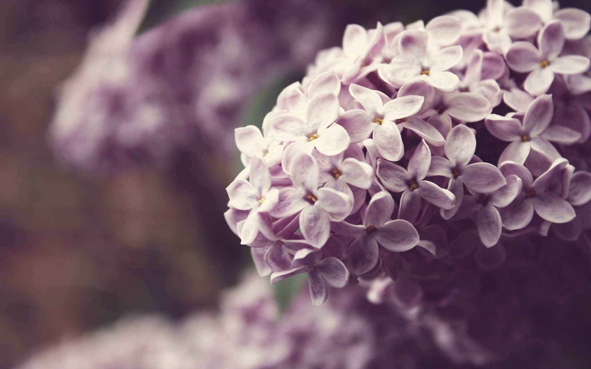 flieder zweig blumen farbe makro pflanzen natur frühling