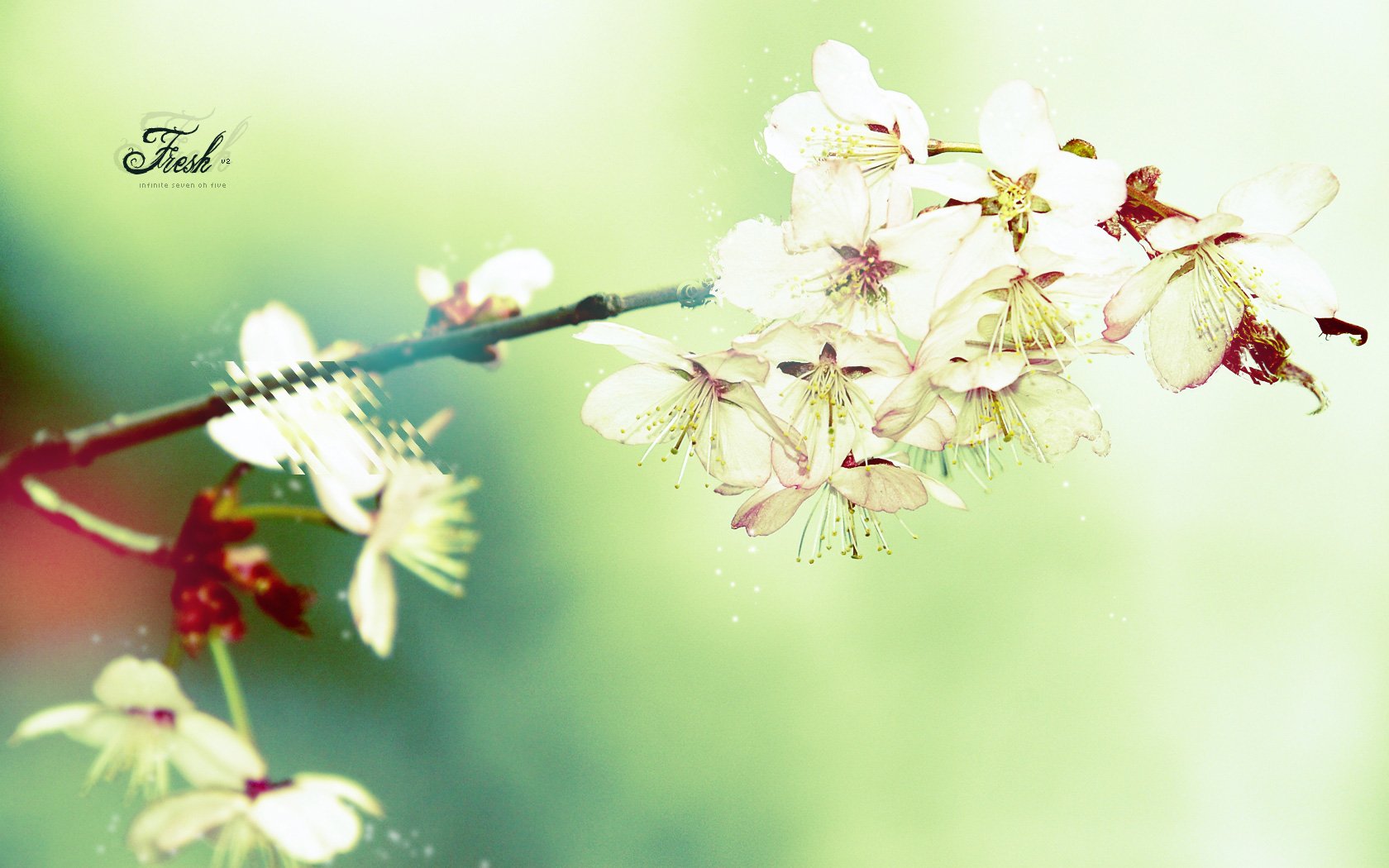 flower branch pink