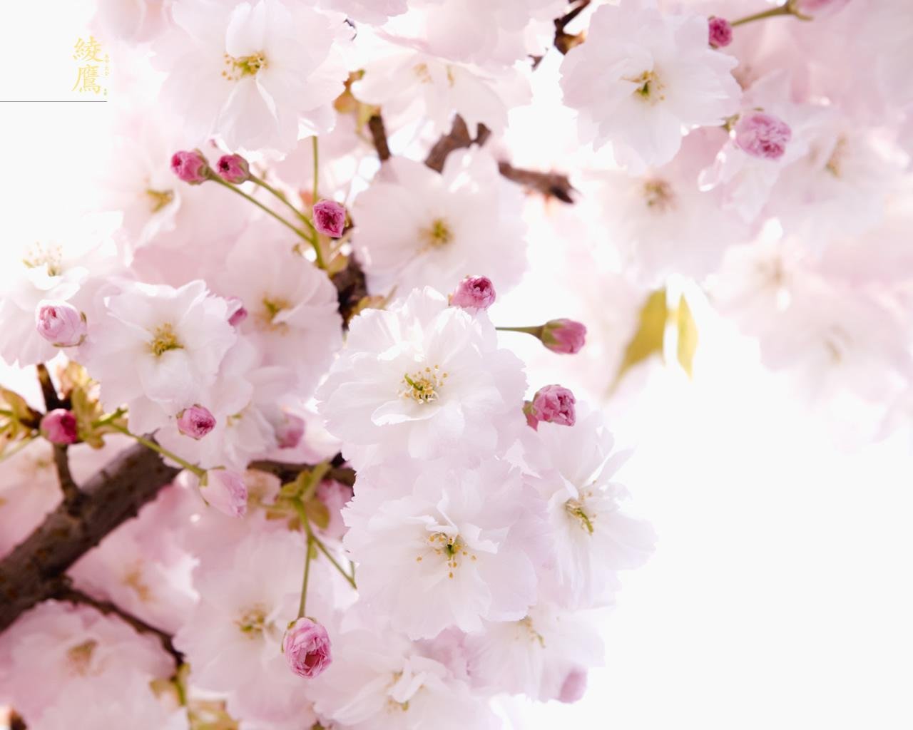 sakura ramo primavera fiori geroglifico tenerezza