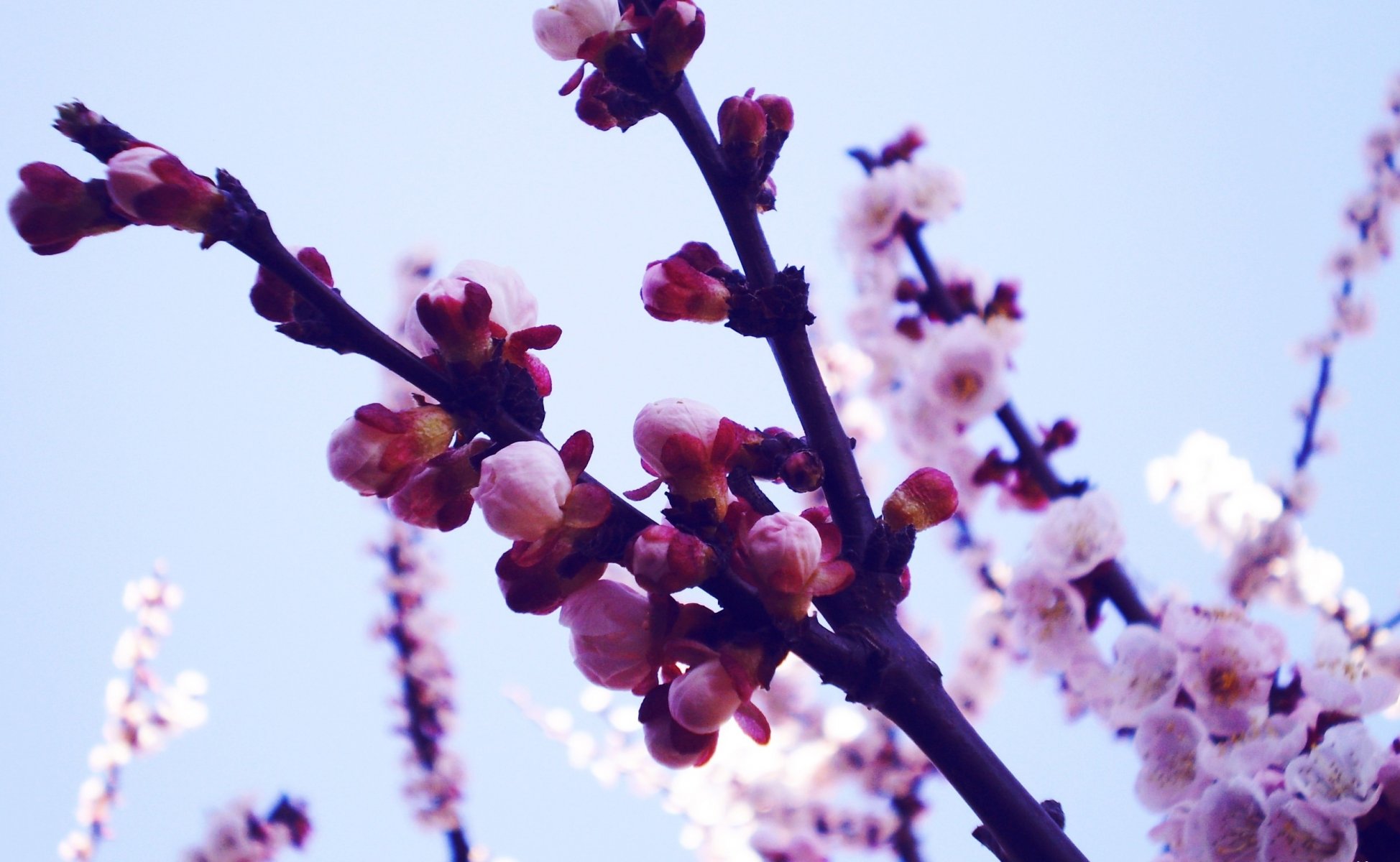 natura rośliny gałęzie sakura kwiaty pąki wiosna płatki zdjęcie makro tapeta tło