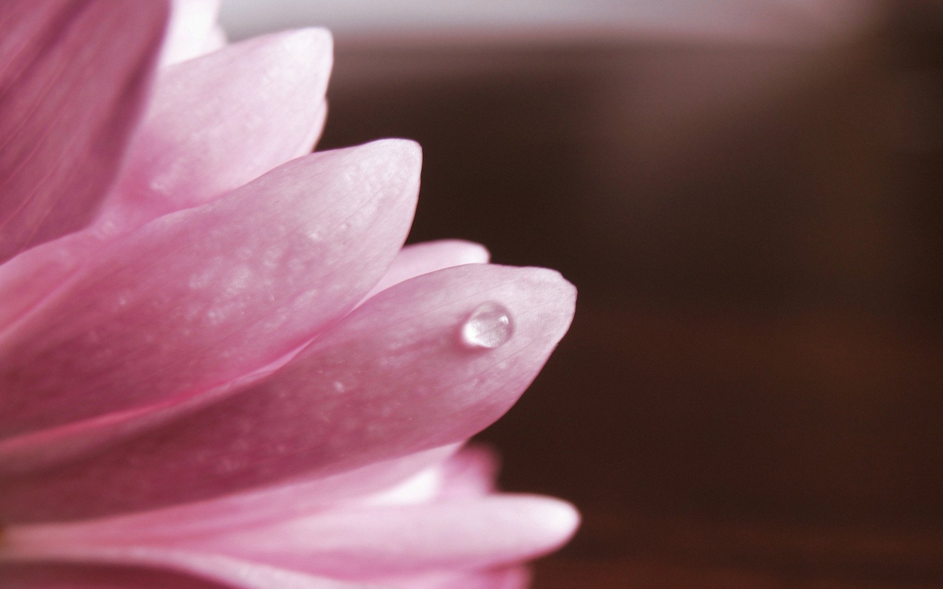 pink close up petal