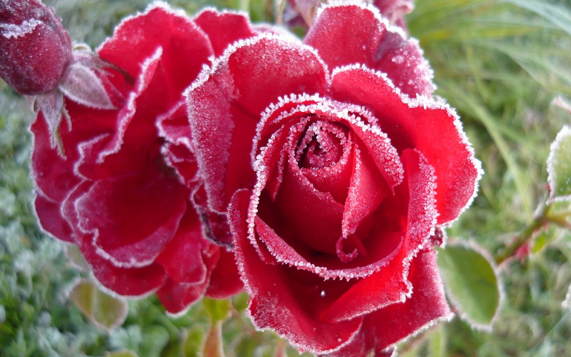 roses frost bud