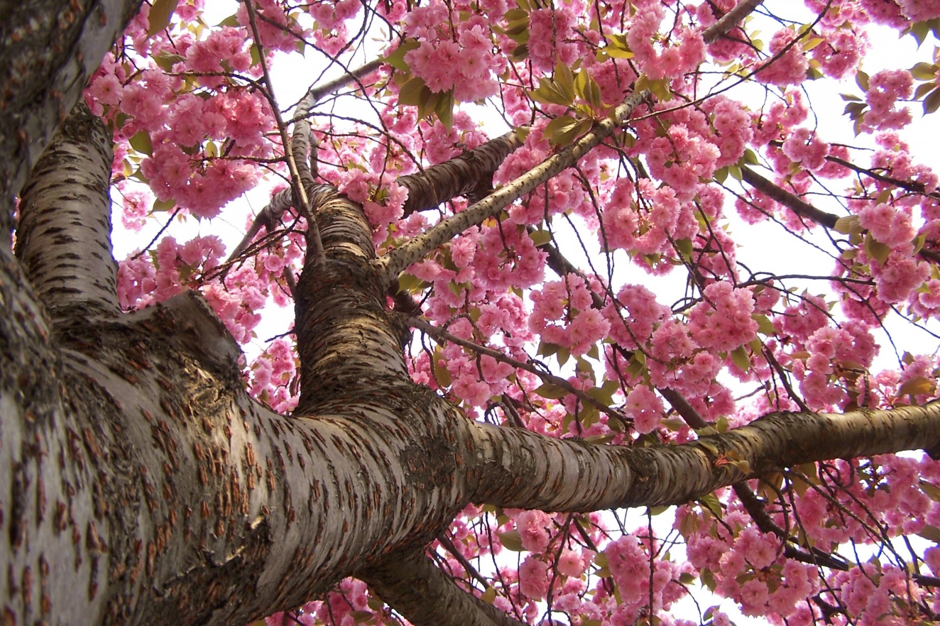 japan sakura spring bloom