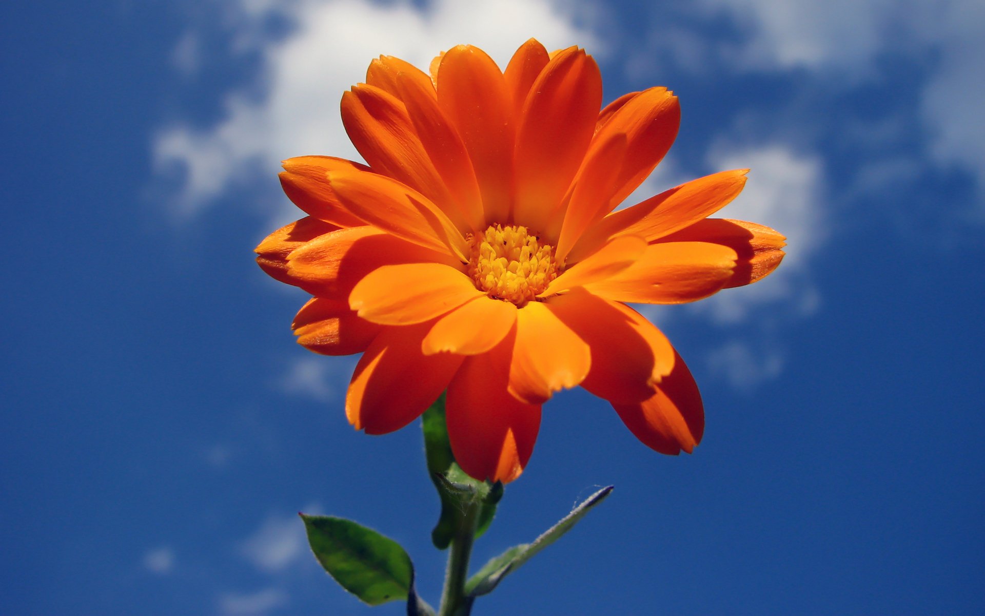 fleur ciel nuages été