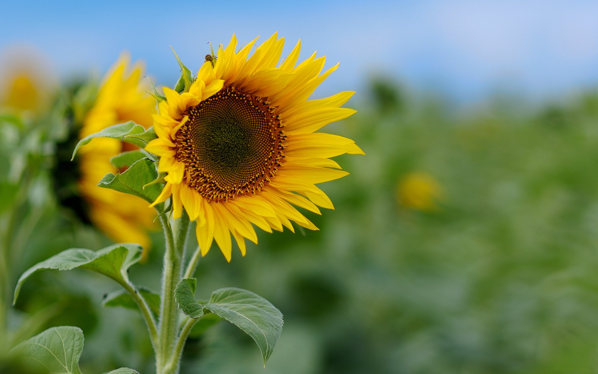 fleurs macro nature champ tournesols