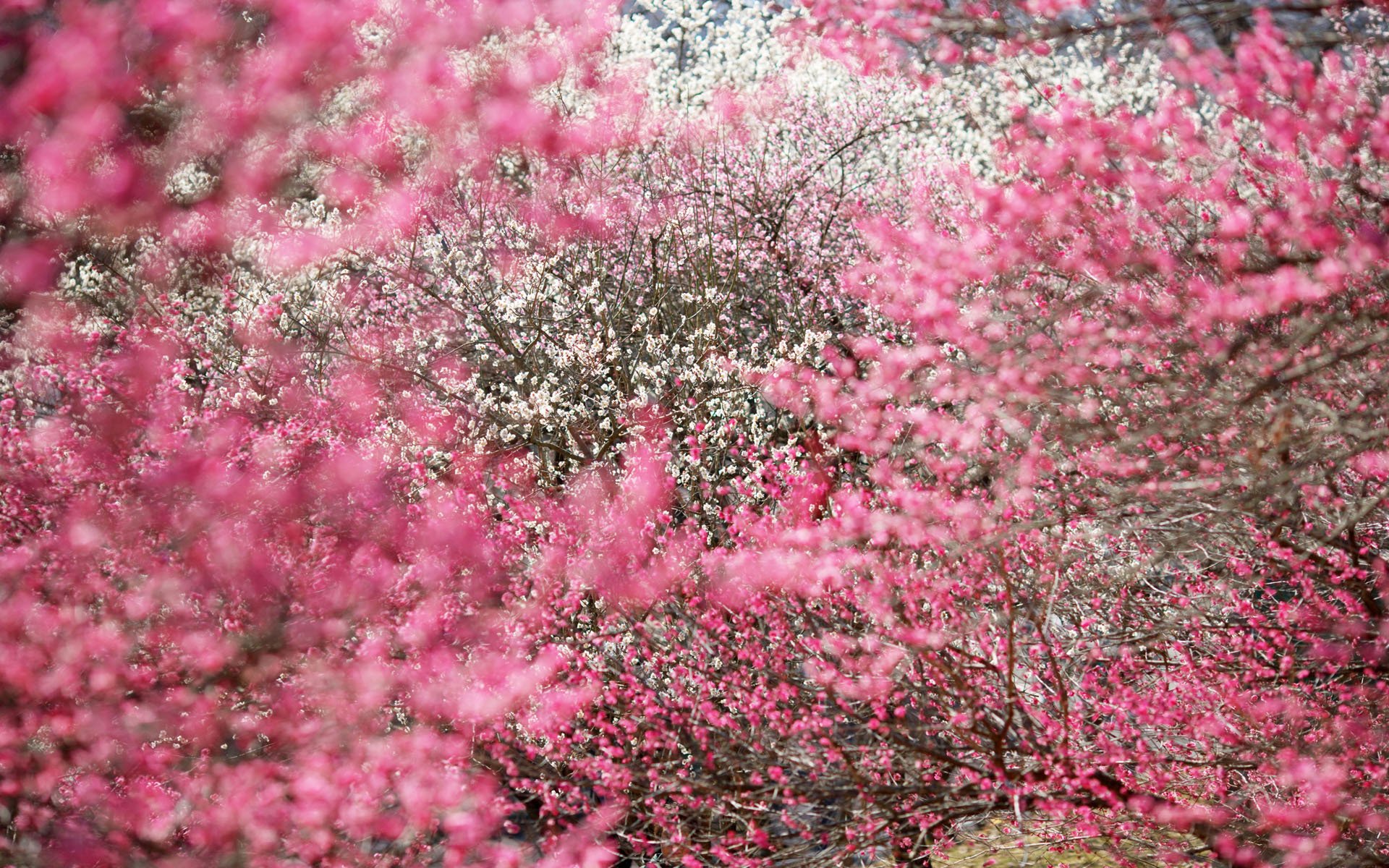 tree sakura inflorescence