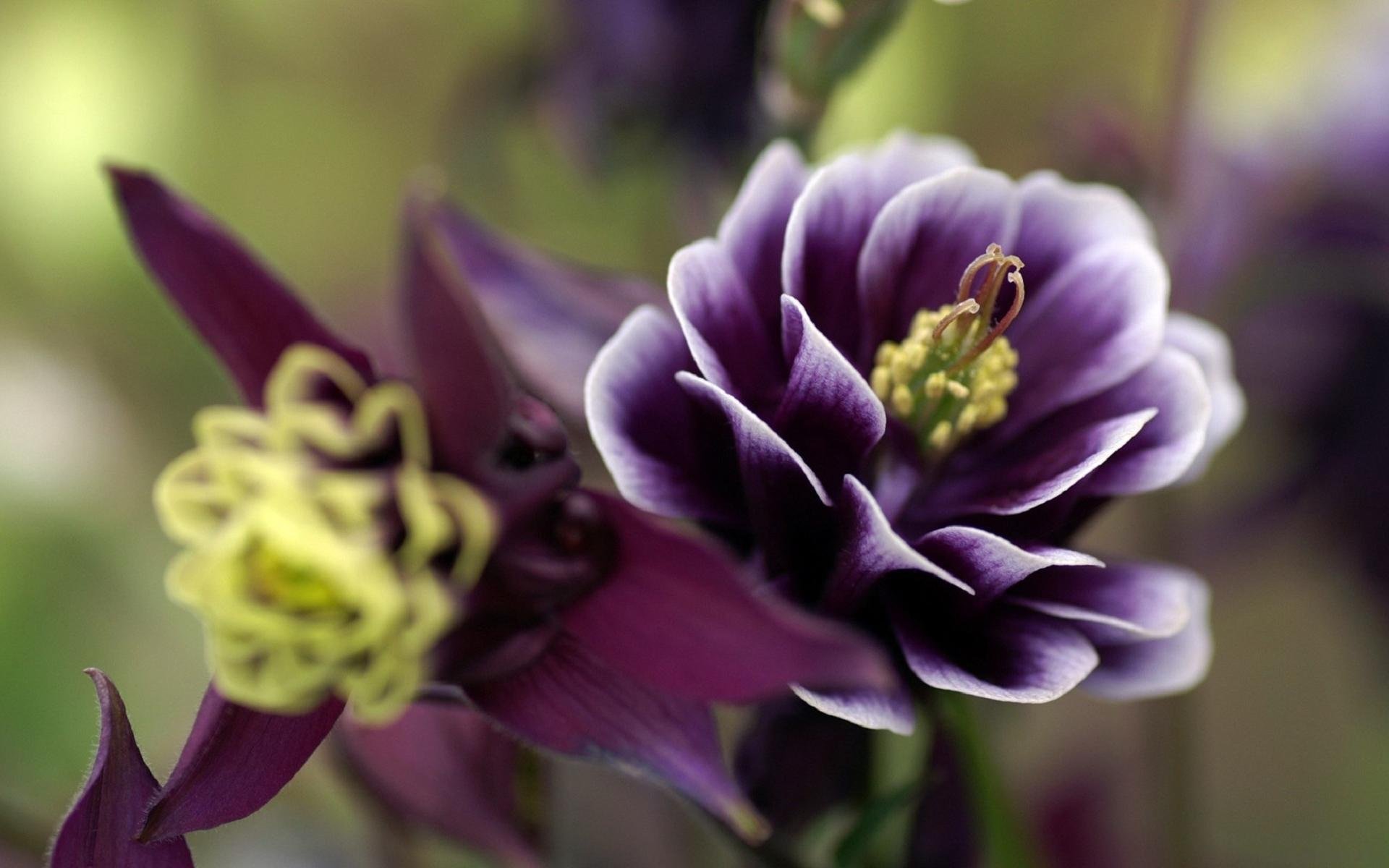 pianta fiore petali macro