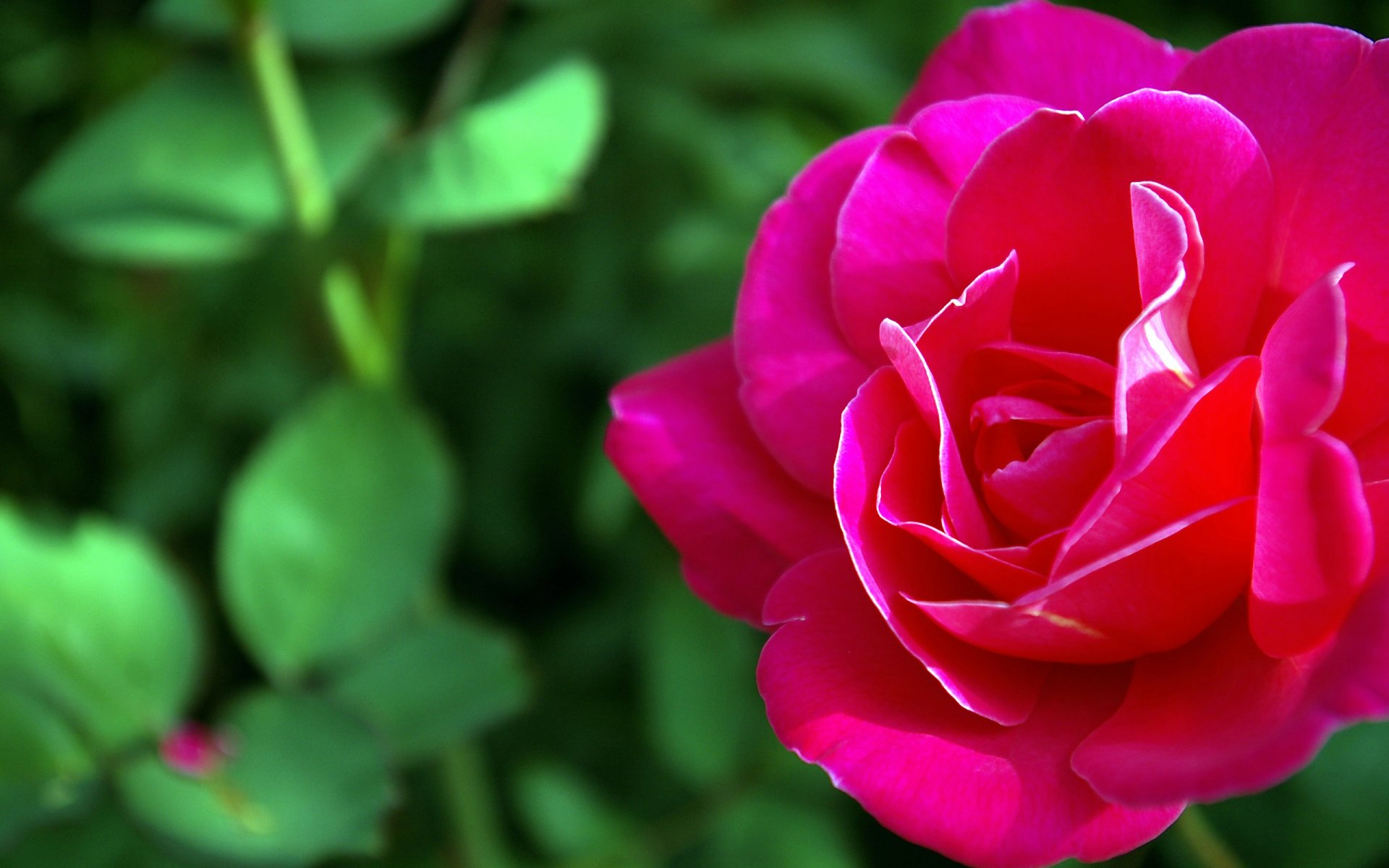 gros plan de fleur rose nature rouge