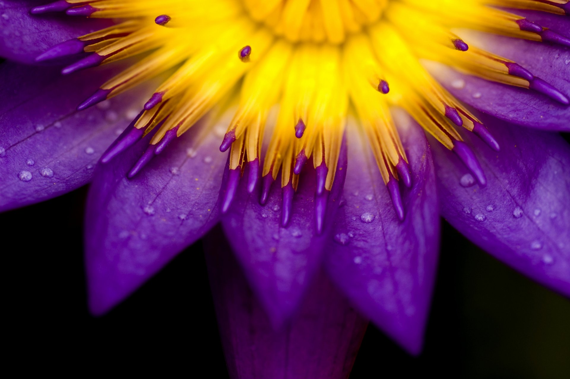 flowers close-up nature photo