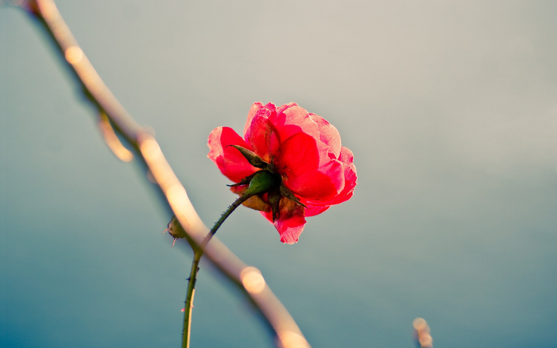 rose loneliness perfectionism beauty