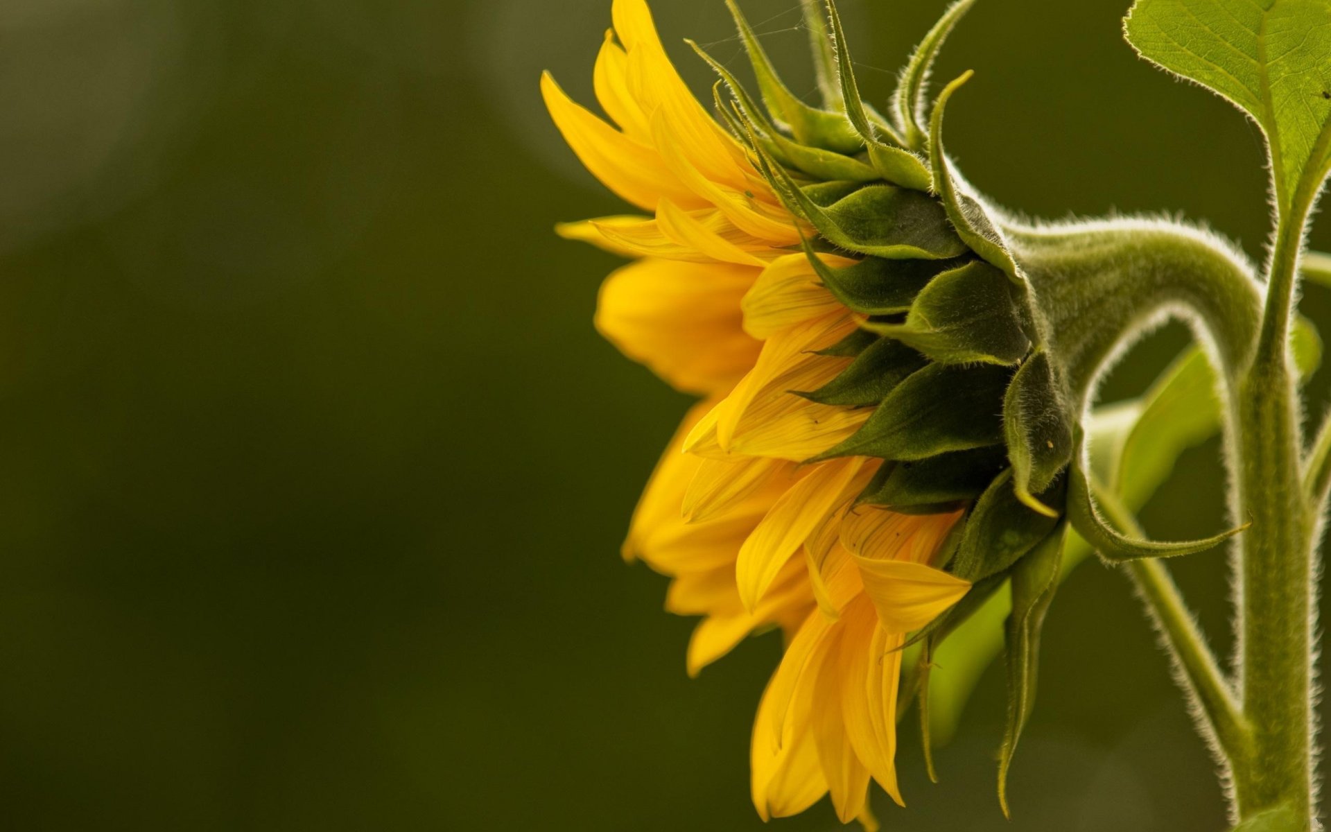 amarillo girasol macro