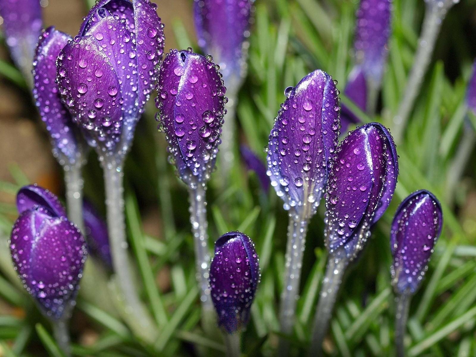 flower purple rosa droplet