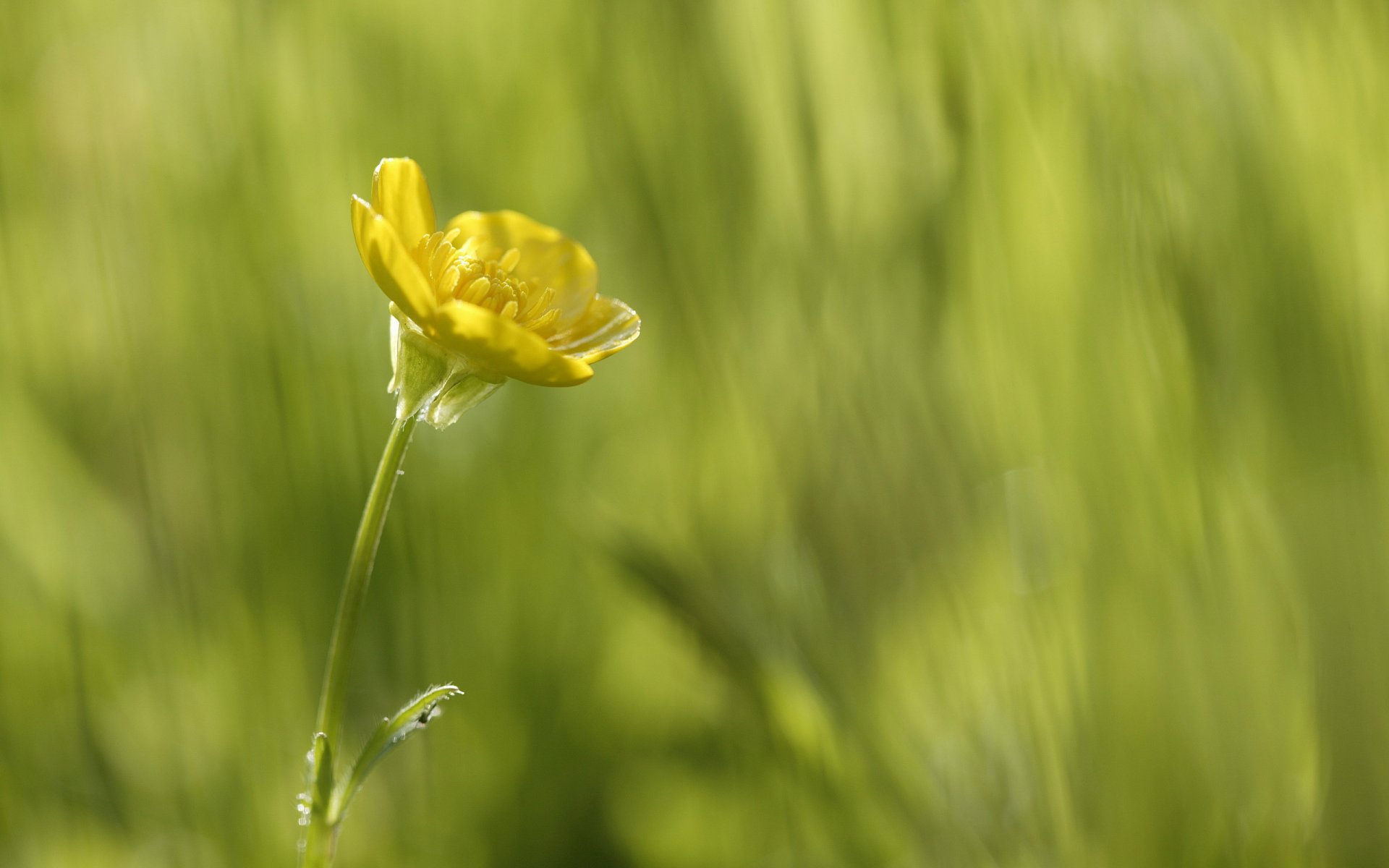 fiore giallo macro verde bellezza in semplice