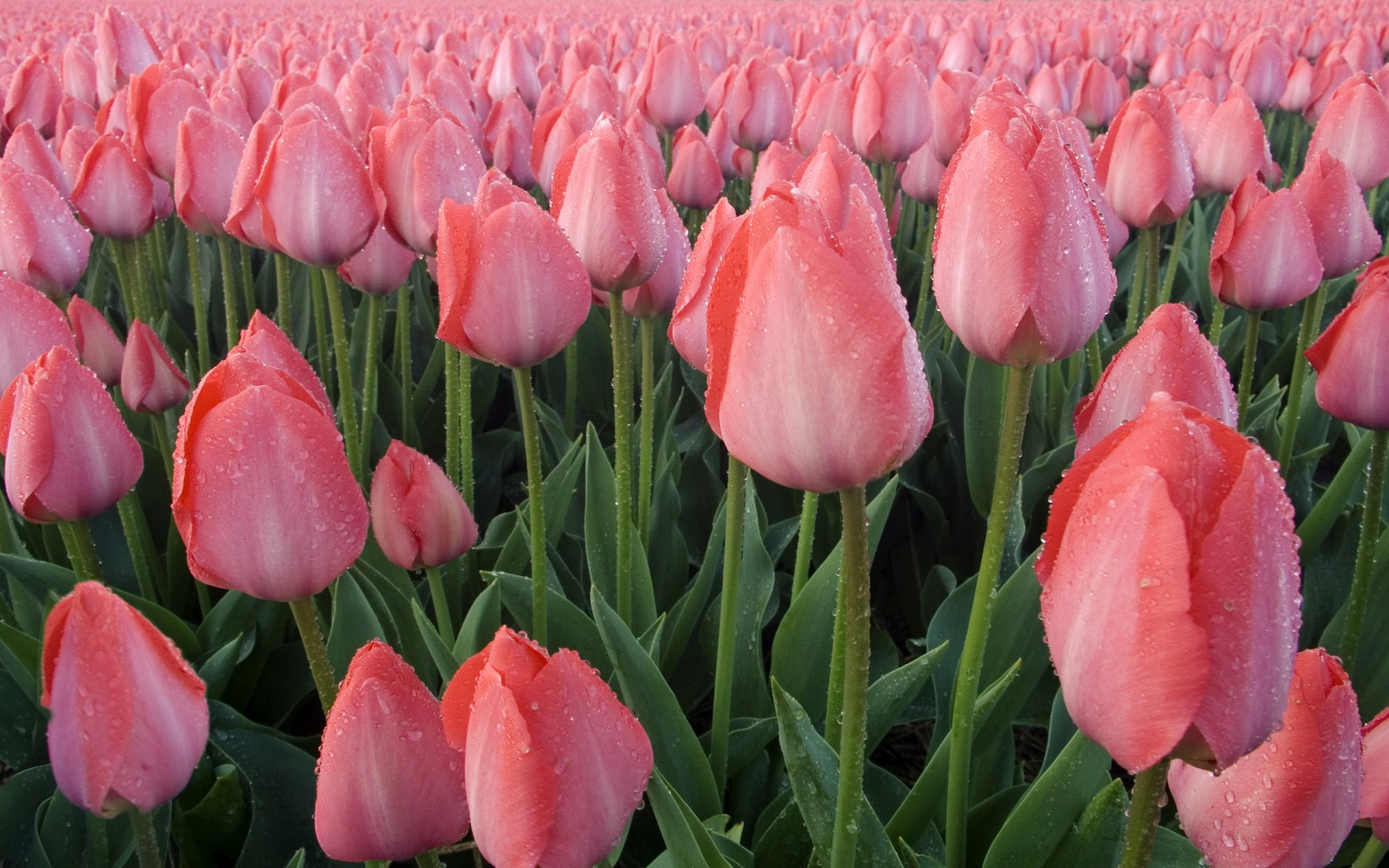 tulpen tau blätter