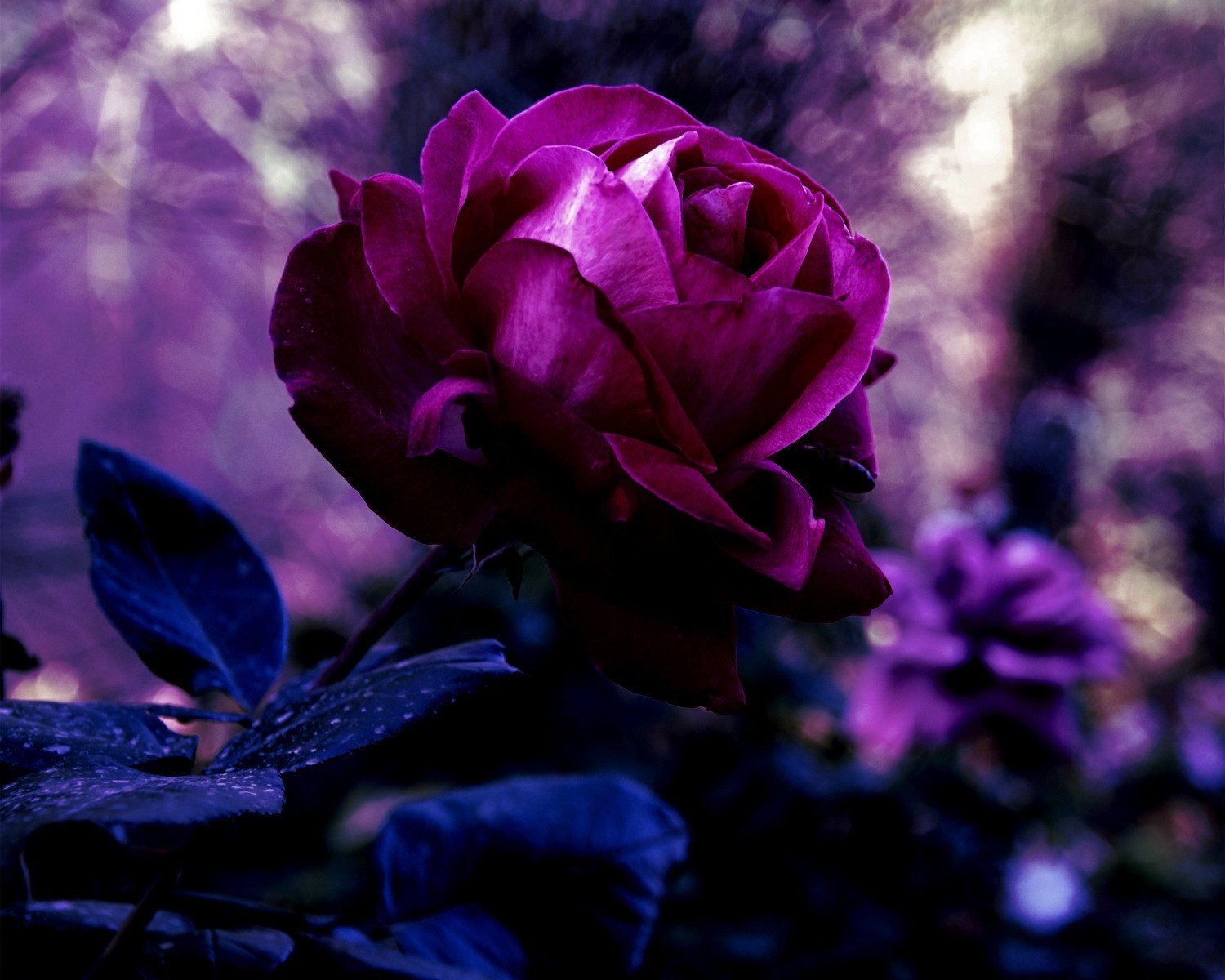 rosa brote flor pétalos rojo oscuro púrpura malva color hojas desenfoque macro naturaleza