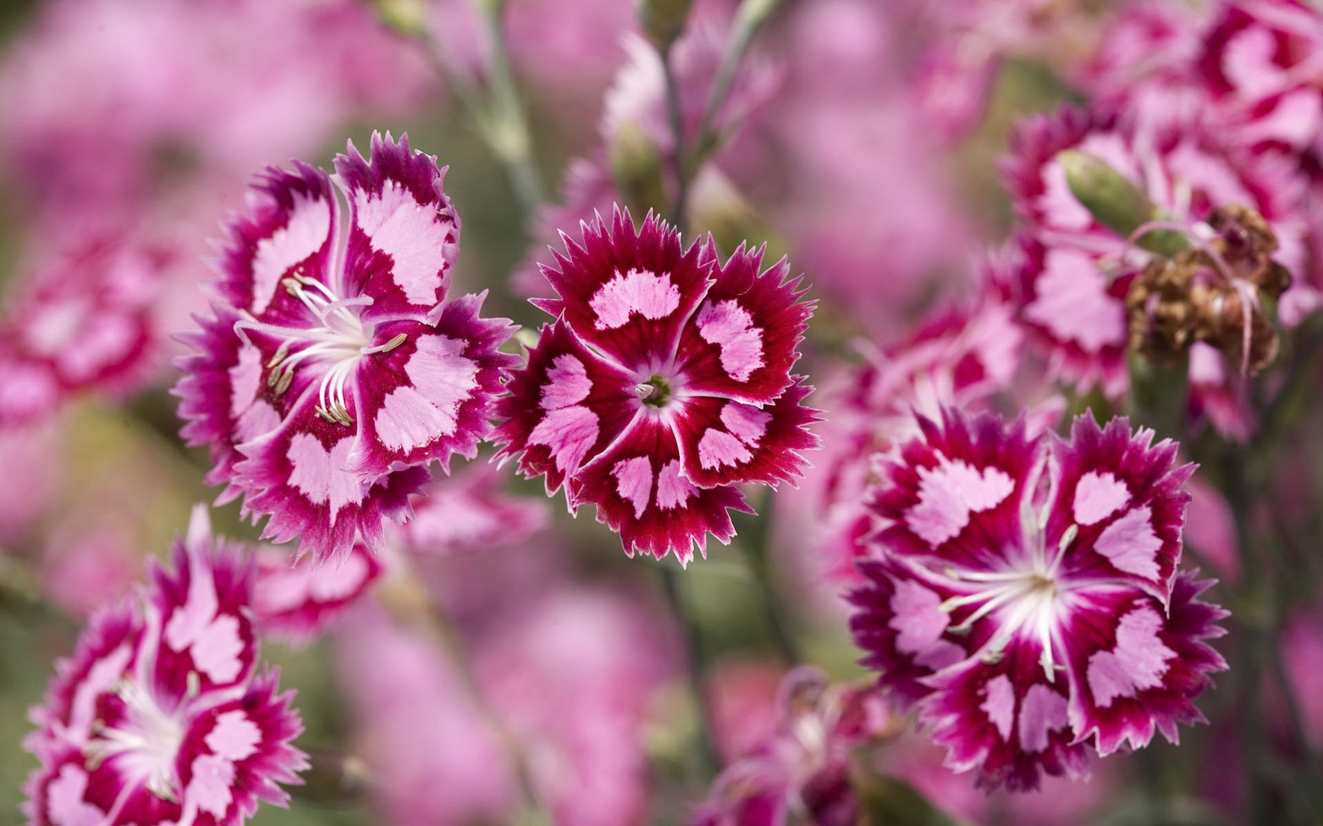 clavel rosa púrpura plantas