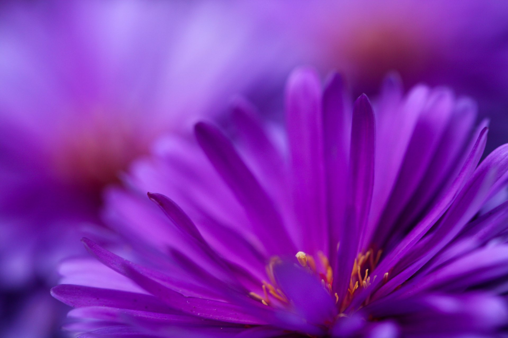 violet fleurs fleur