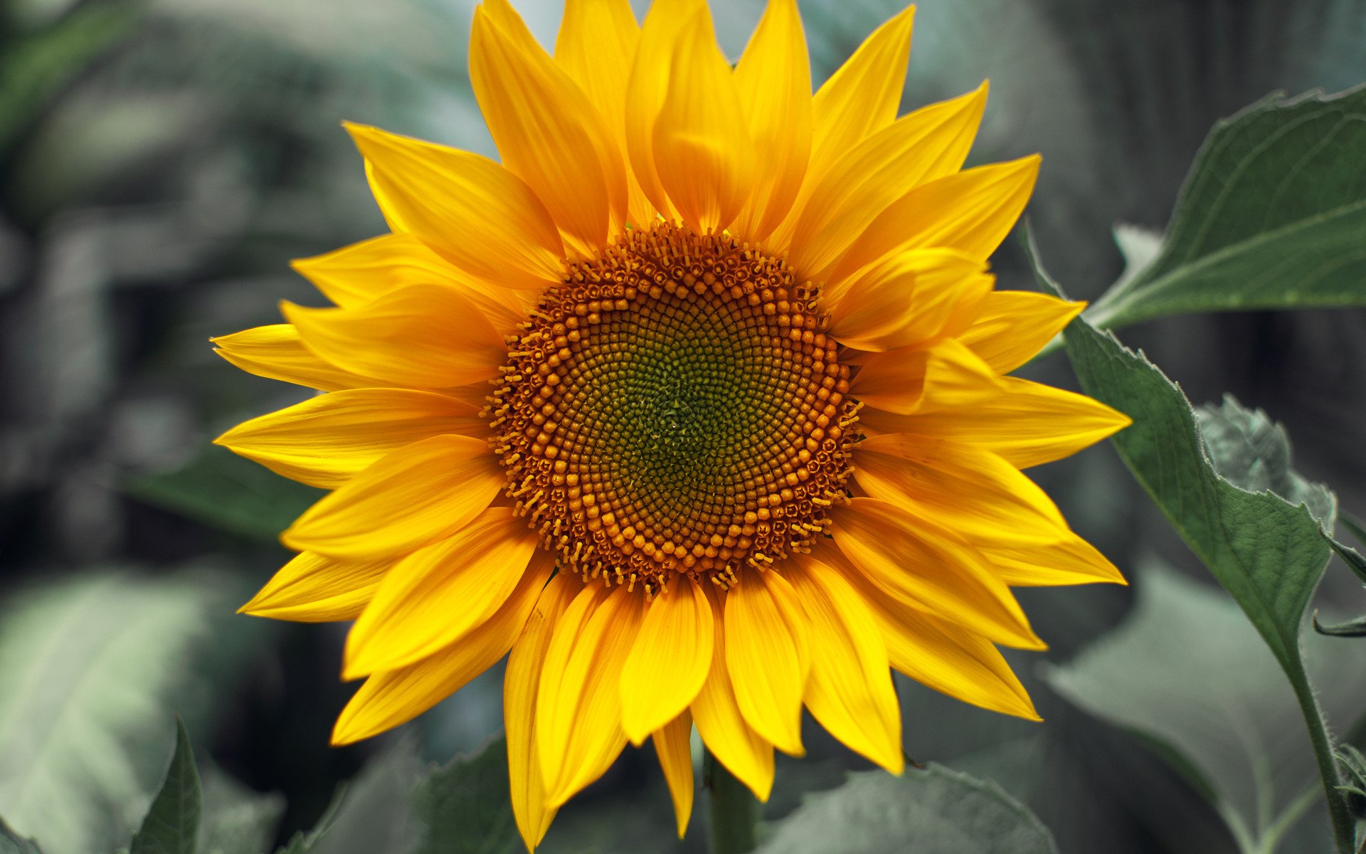 fleurs gros plan tournesols plante jaune