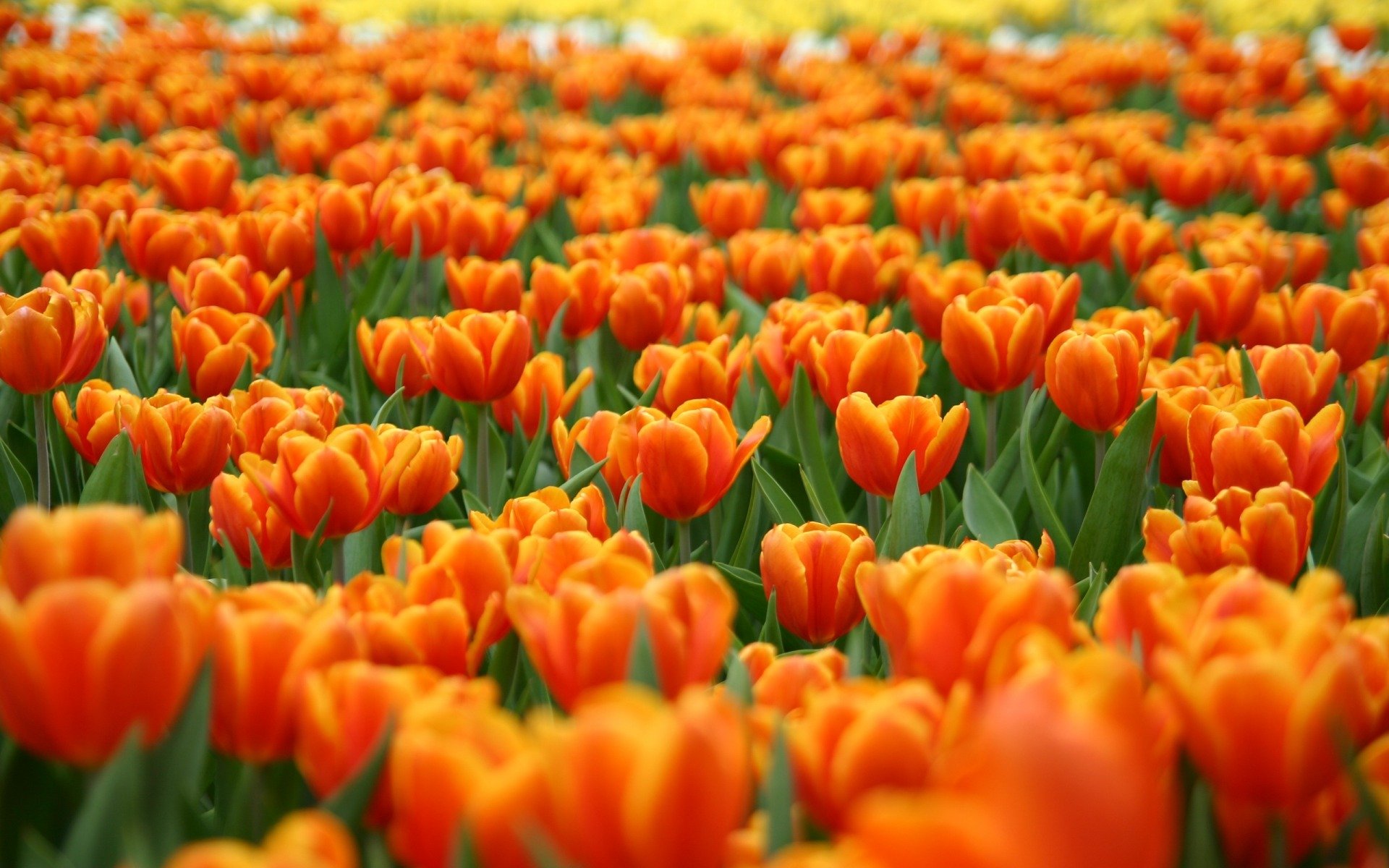 champ de tulipes fleurs nature