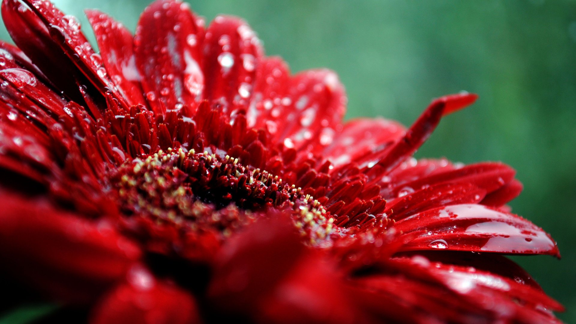 close up flower petals red drops plant