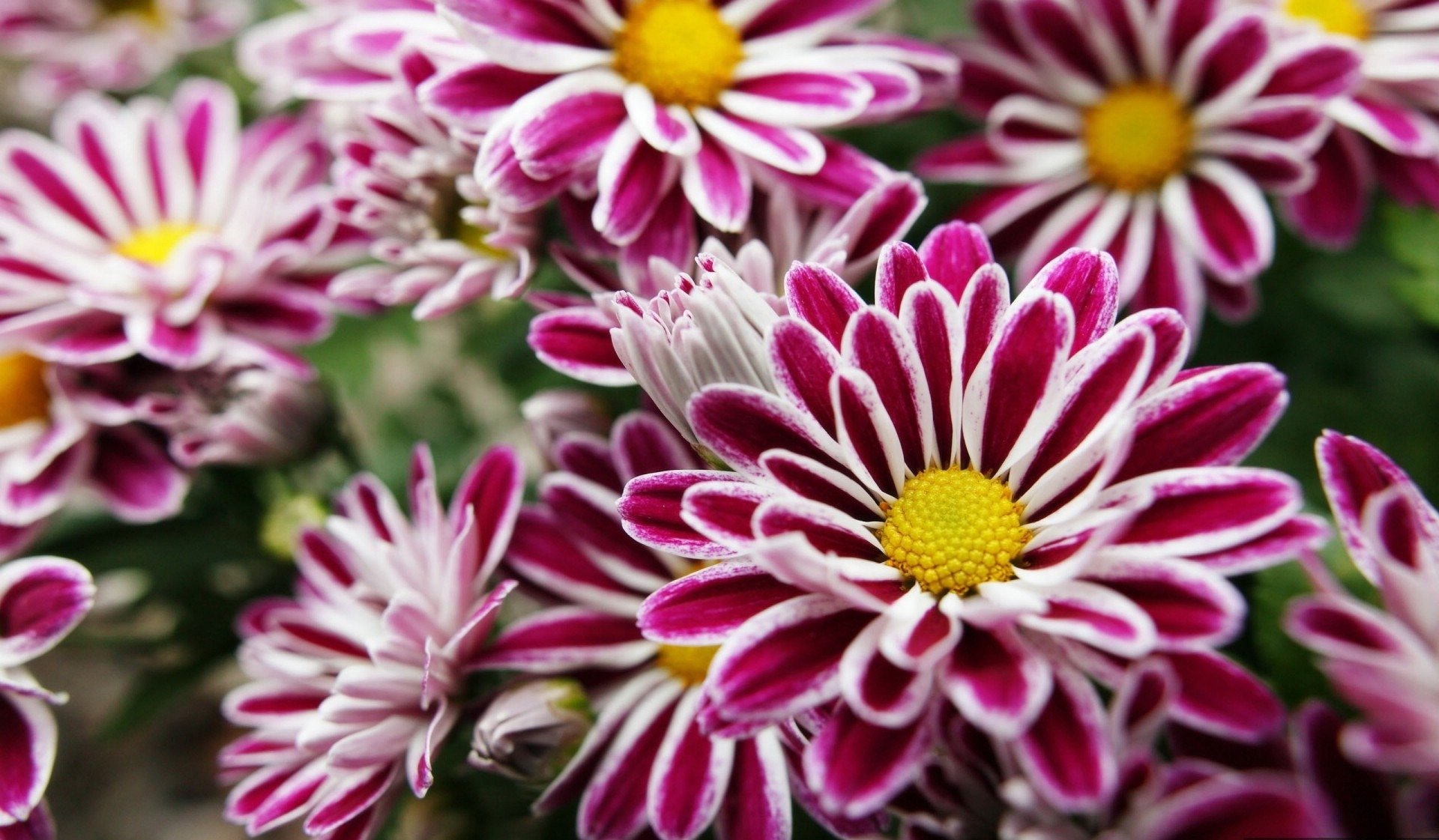 fleurs violet avec jaune